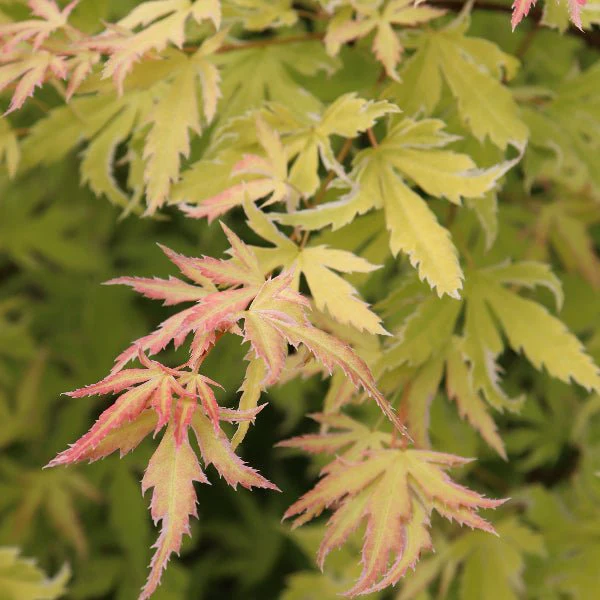 Metamorphosa® Japanese Maple - Image 2