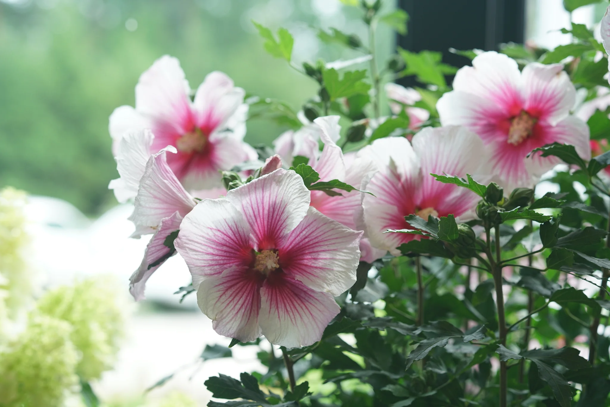 Paraplu Pink Ink® Rose of Sharon - Image 10