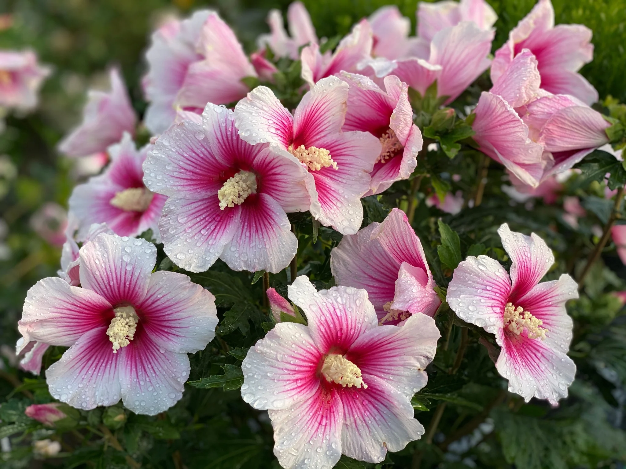 Paraplu Pink Ink® Rose of Sharon - Image 11