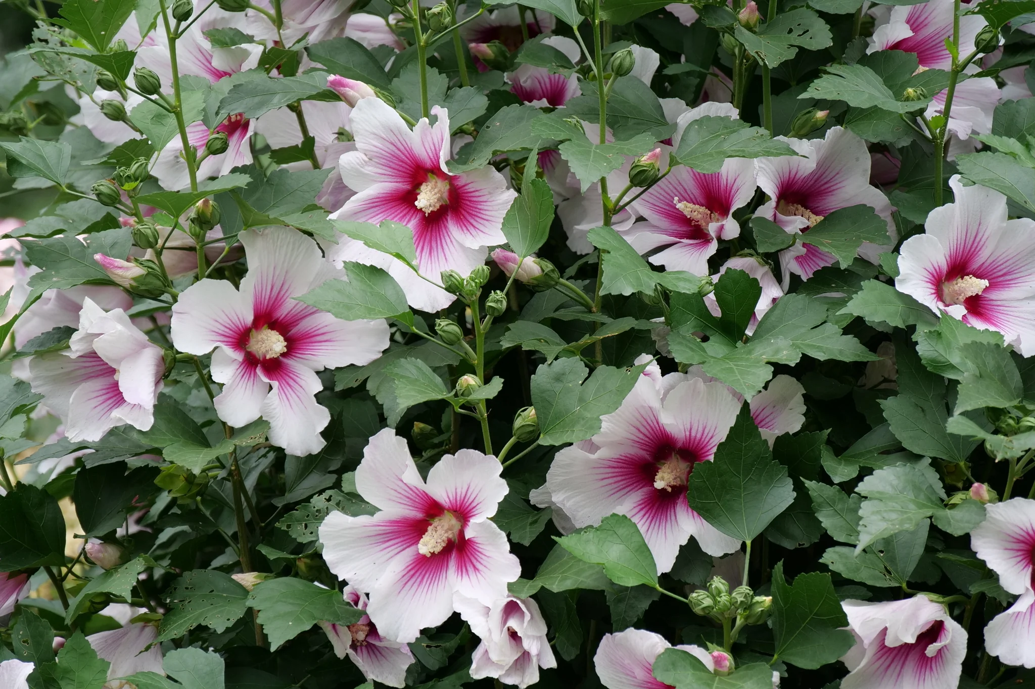 Paraplu Pink Ink® Rose of Sharon - Image 2