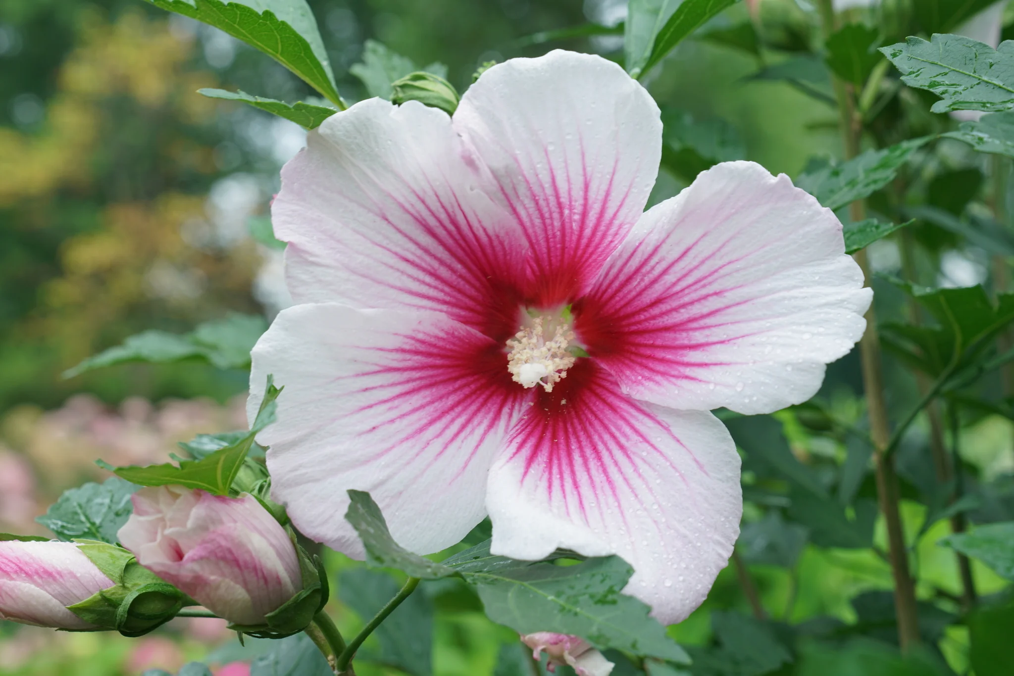 Paraplu Pink Ink® Rose of Sharon - Image 3