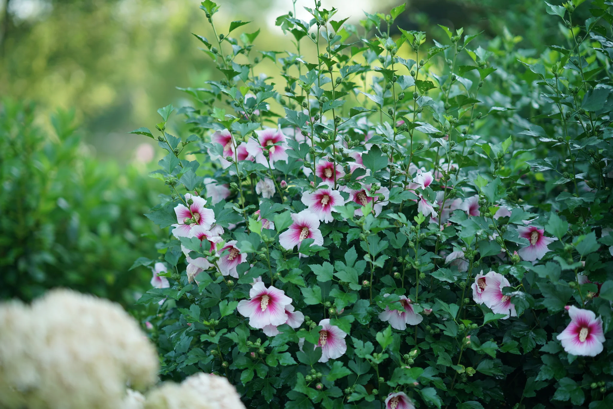 Paraplu Pink Ink® Rose of Sharon - Image 4