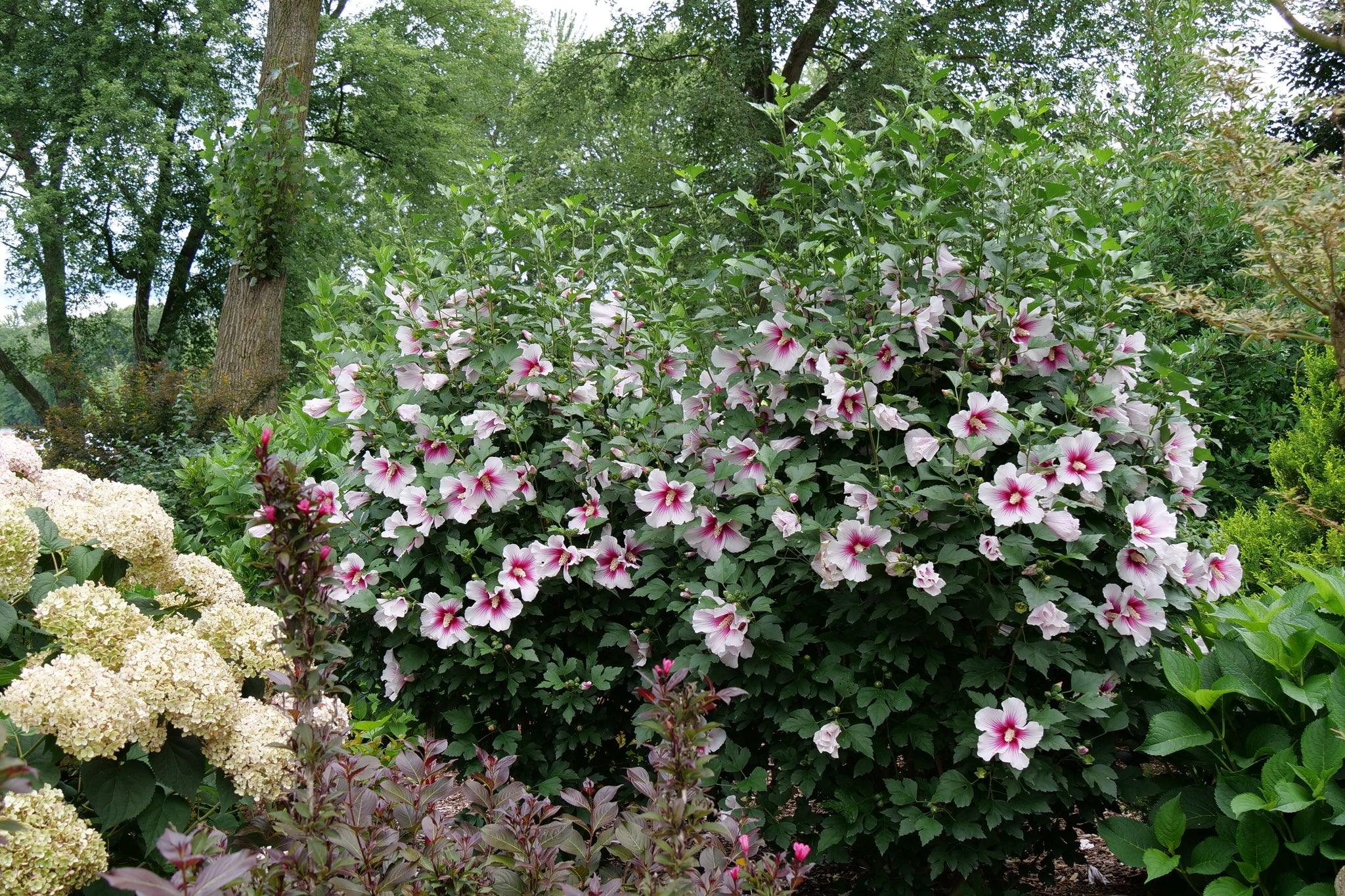 Paraplu Pink Ink® Rose of Sharon - Image 5