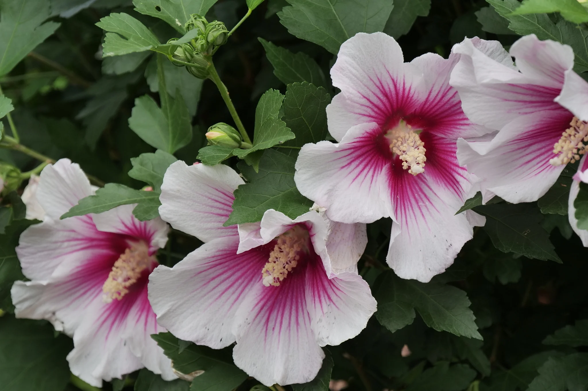 Paraplu Pink Ink® Rose of Sharon - Image 6