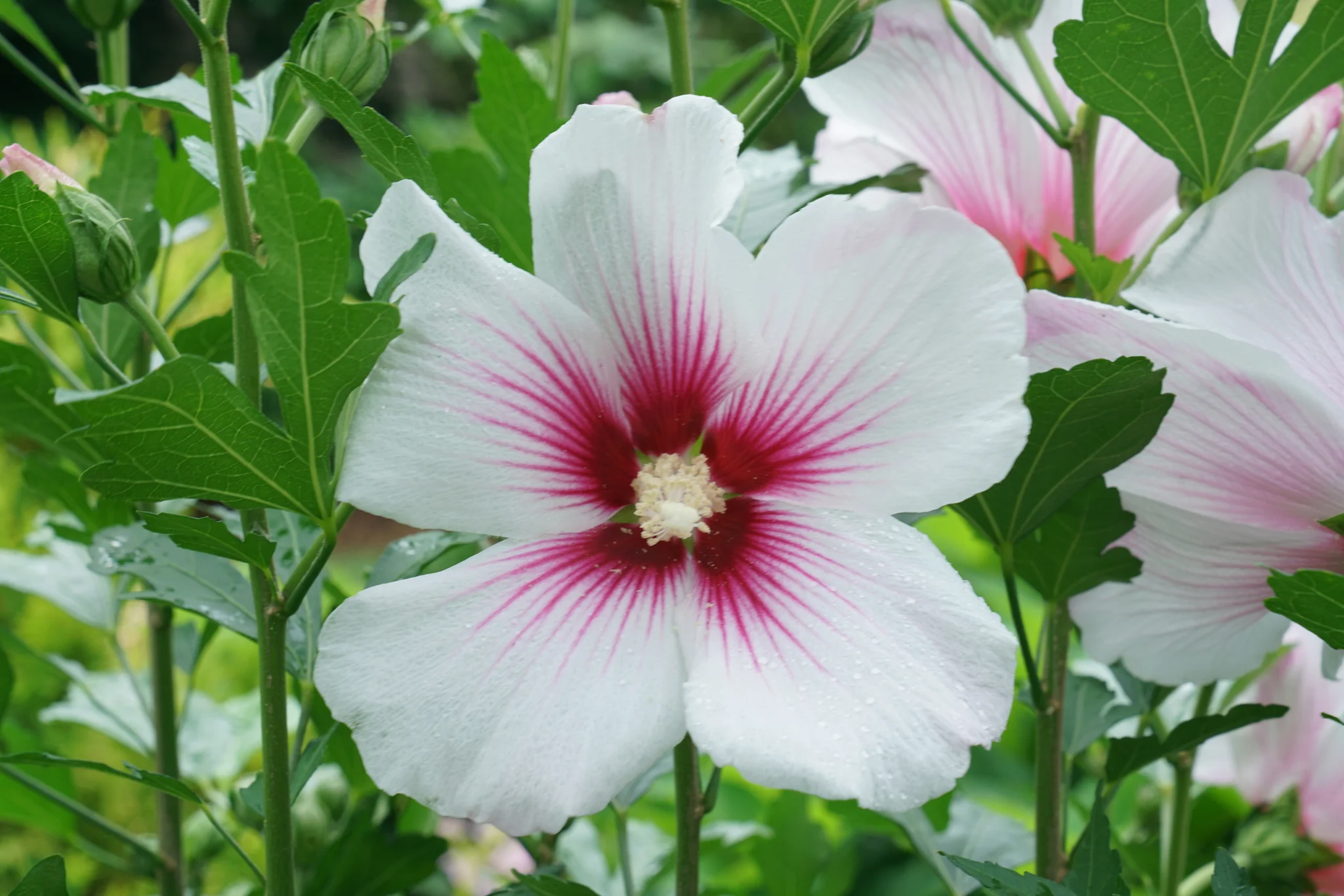 Paraplu Pink Ink® Rose of Sharon - Image 7