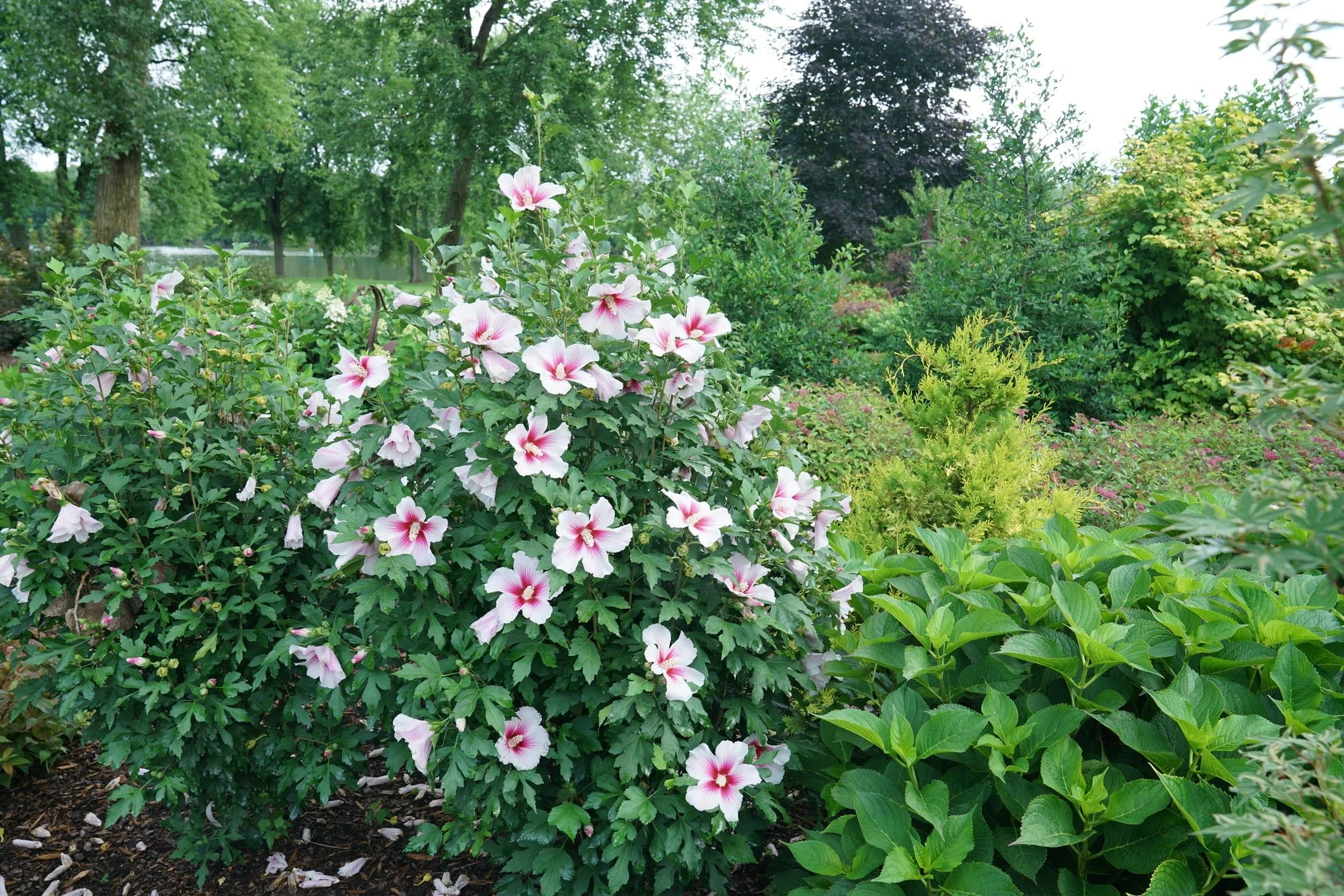 Paraplu Pink Ink® Rose of Sharon - Image 8