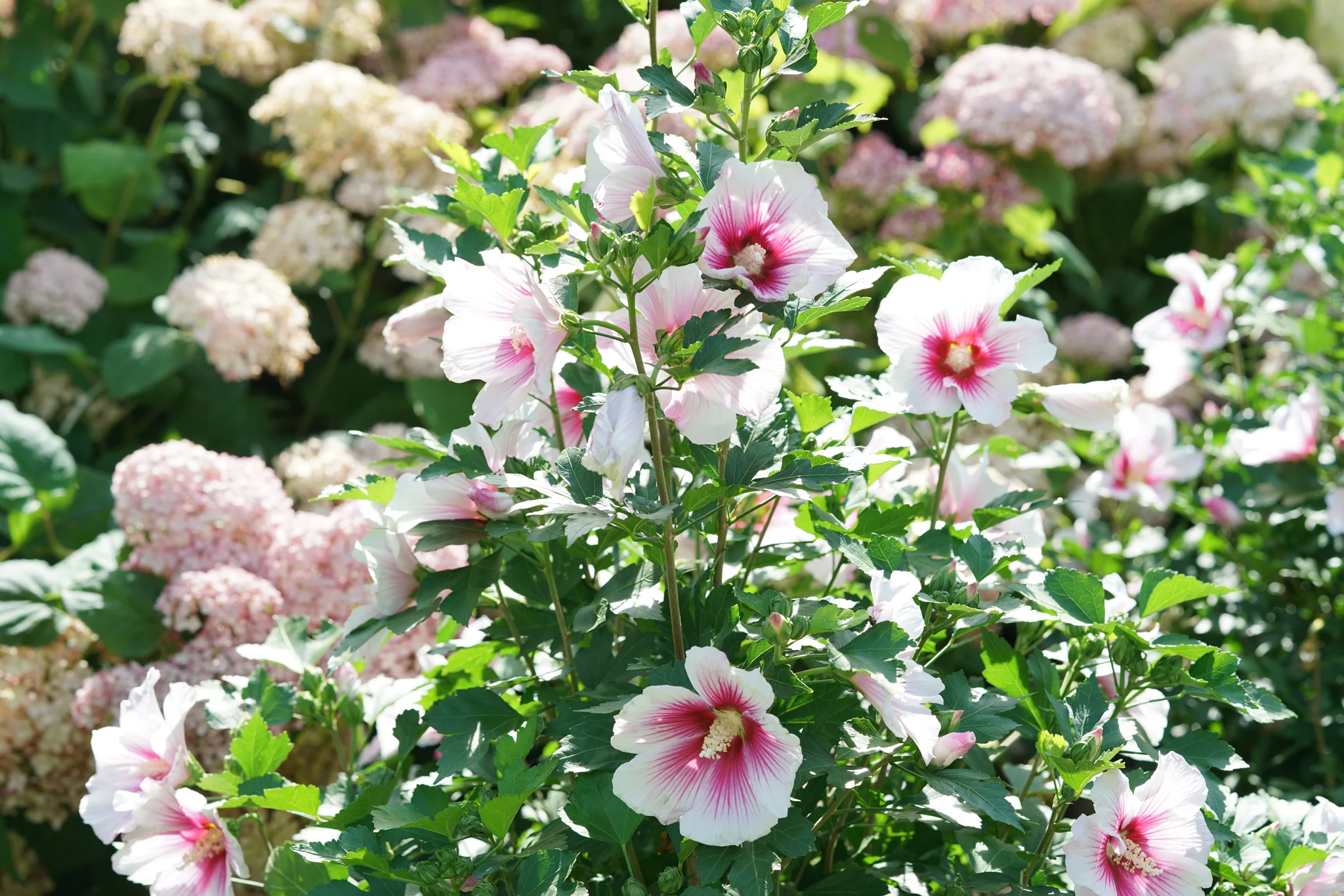 Paraplu Pink Ink® Rose of Sharon - Image 9