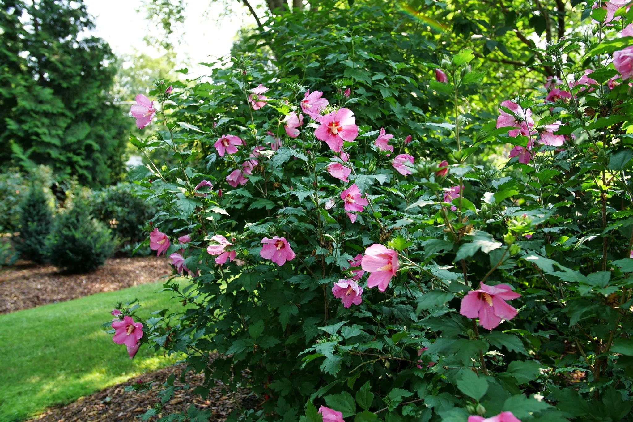 Paraplu Rouge® Rose of Sharon - Image 2