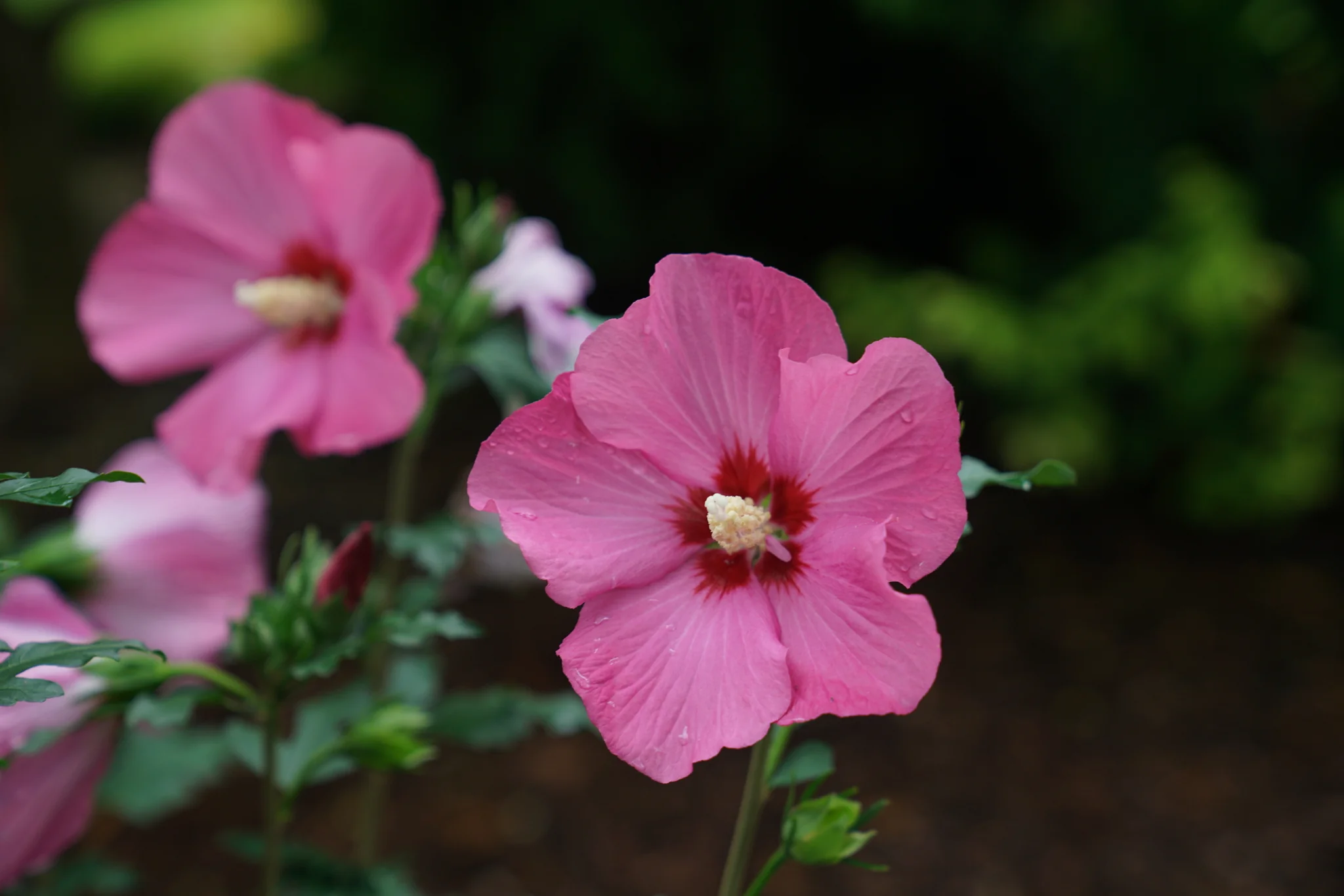 Paraplu Rouge® Rose of Sharon - Image 3