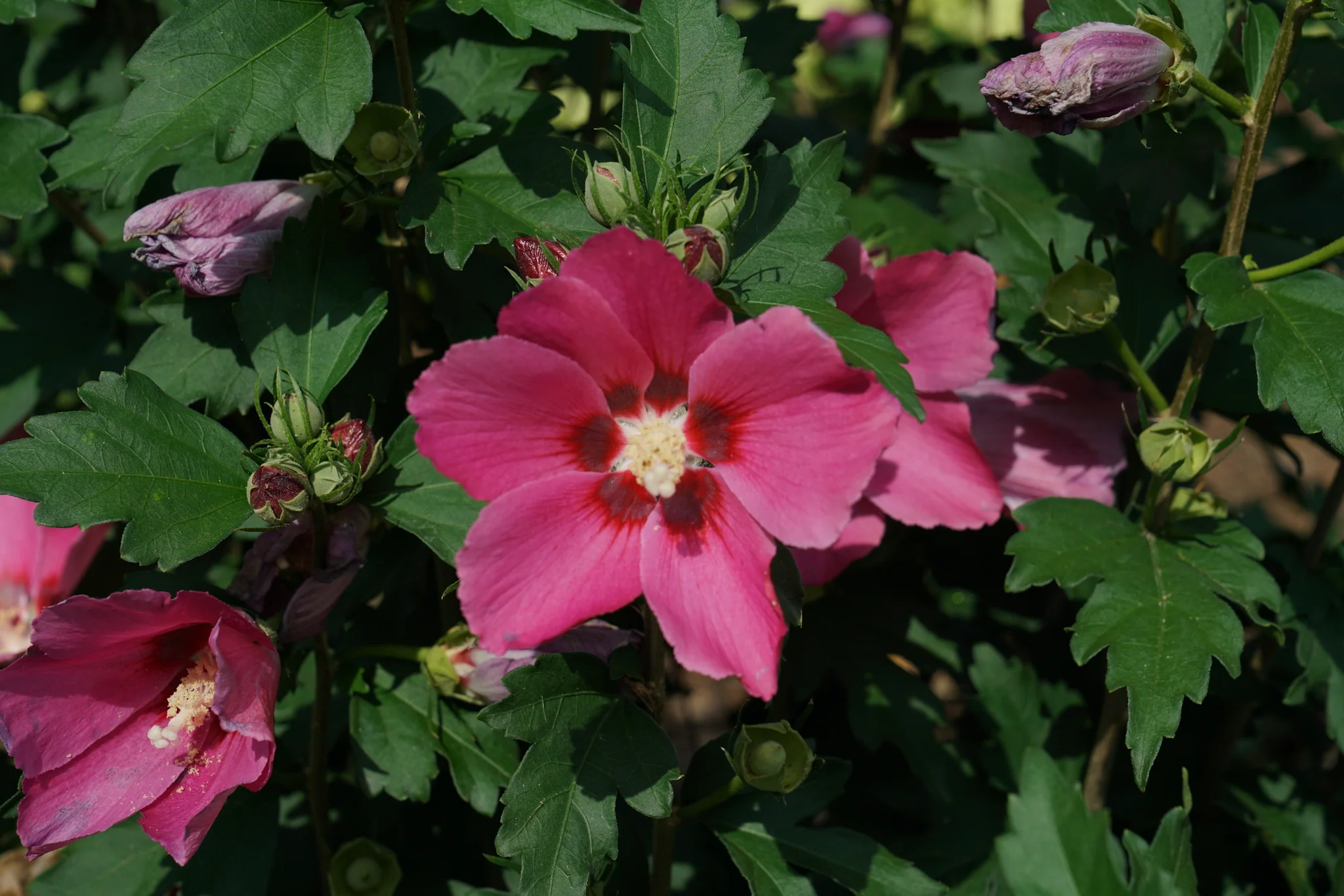 Paraplu Rouge® Rose of Sharon - Image 4