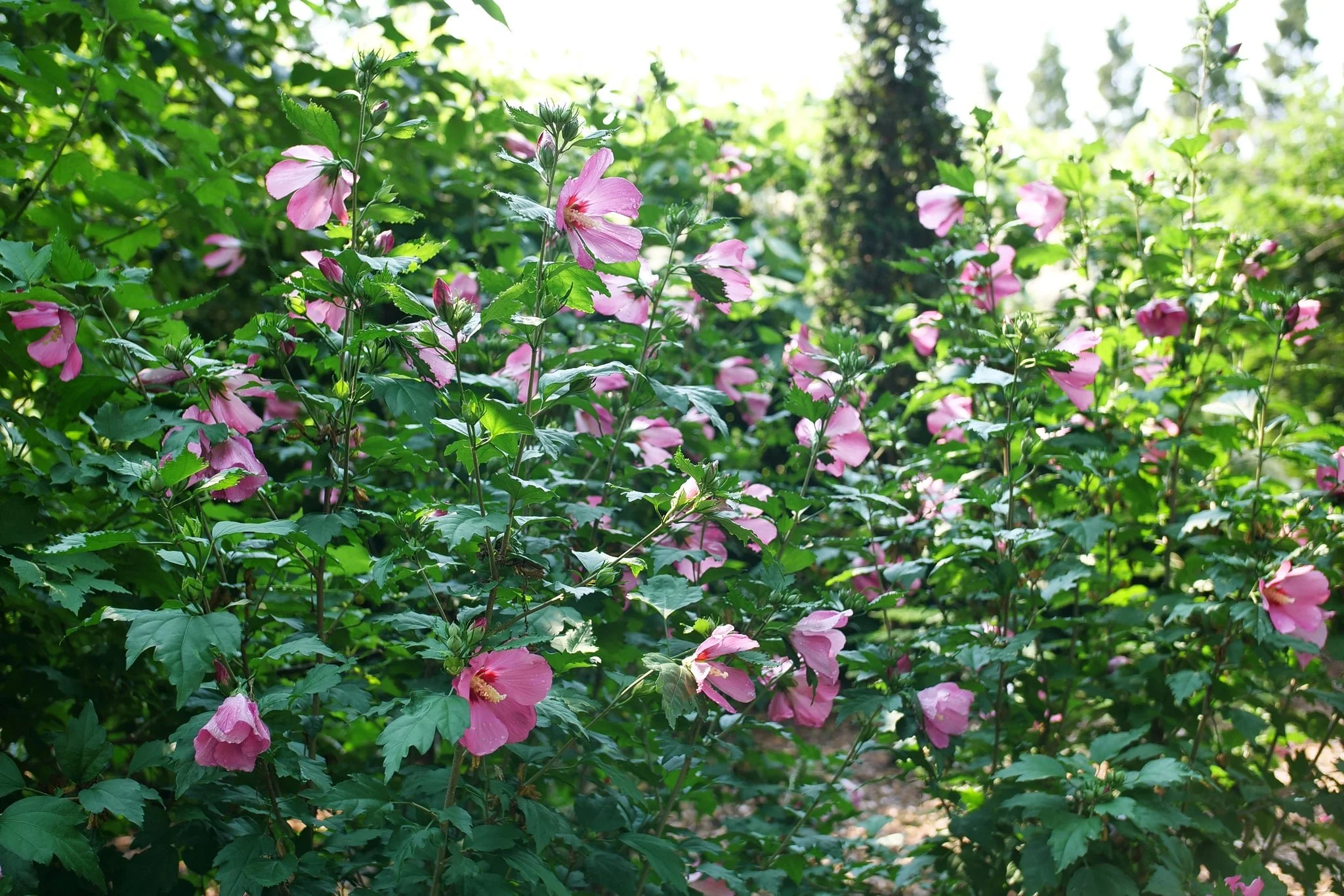 Paraplu Rouge® Rose of Sharon - Image 5