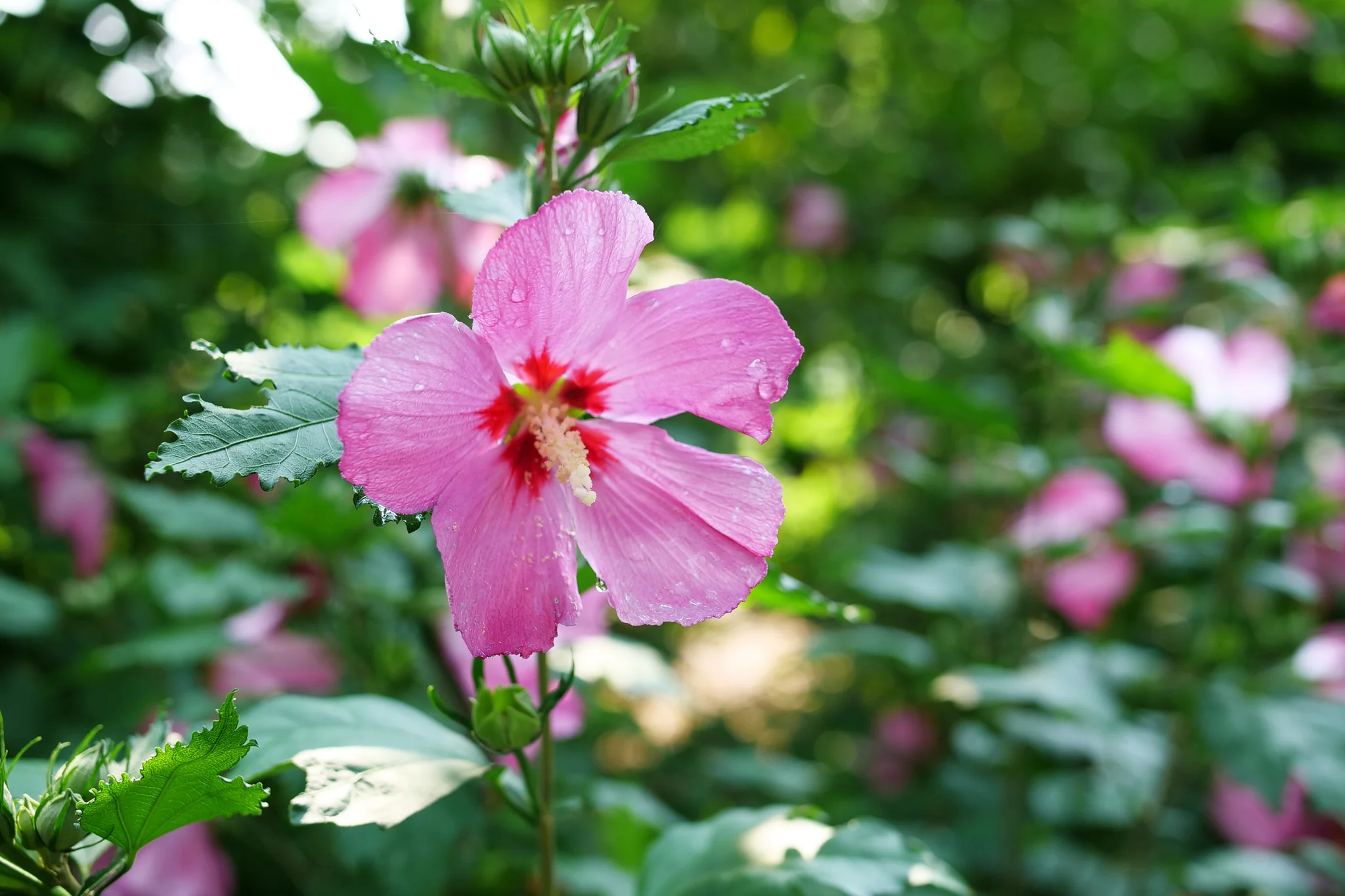 Paraplu Rouge® Rose of Sharon - Image 6