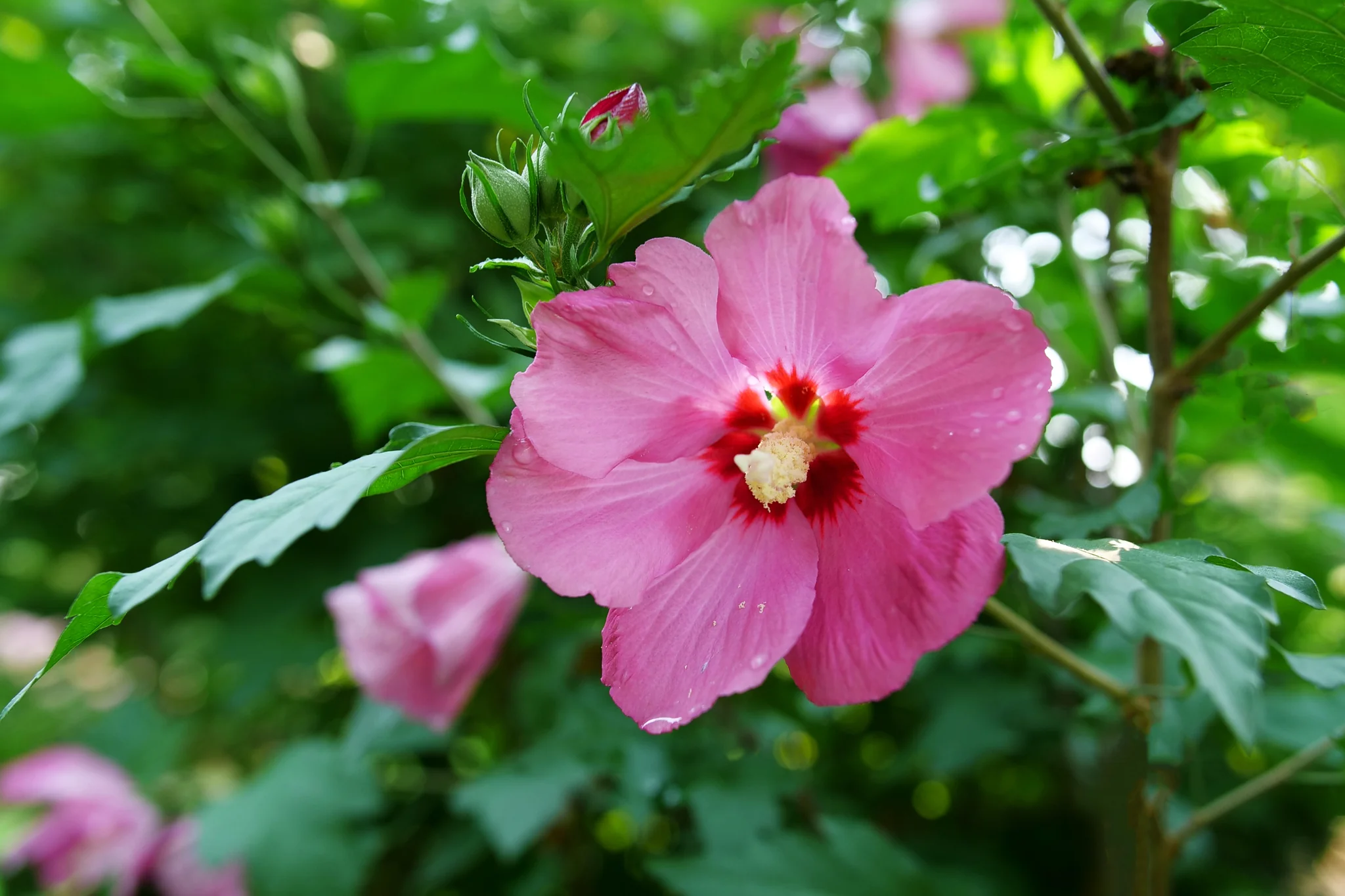 Paraplu Rouge® Rose of Sharon - Image 7