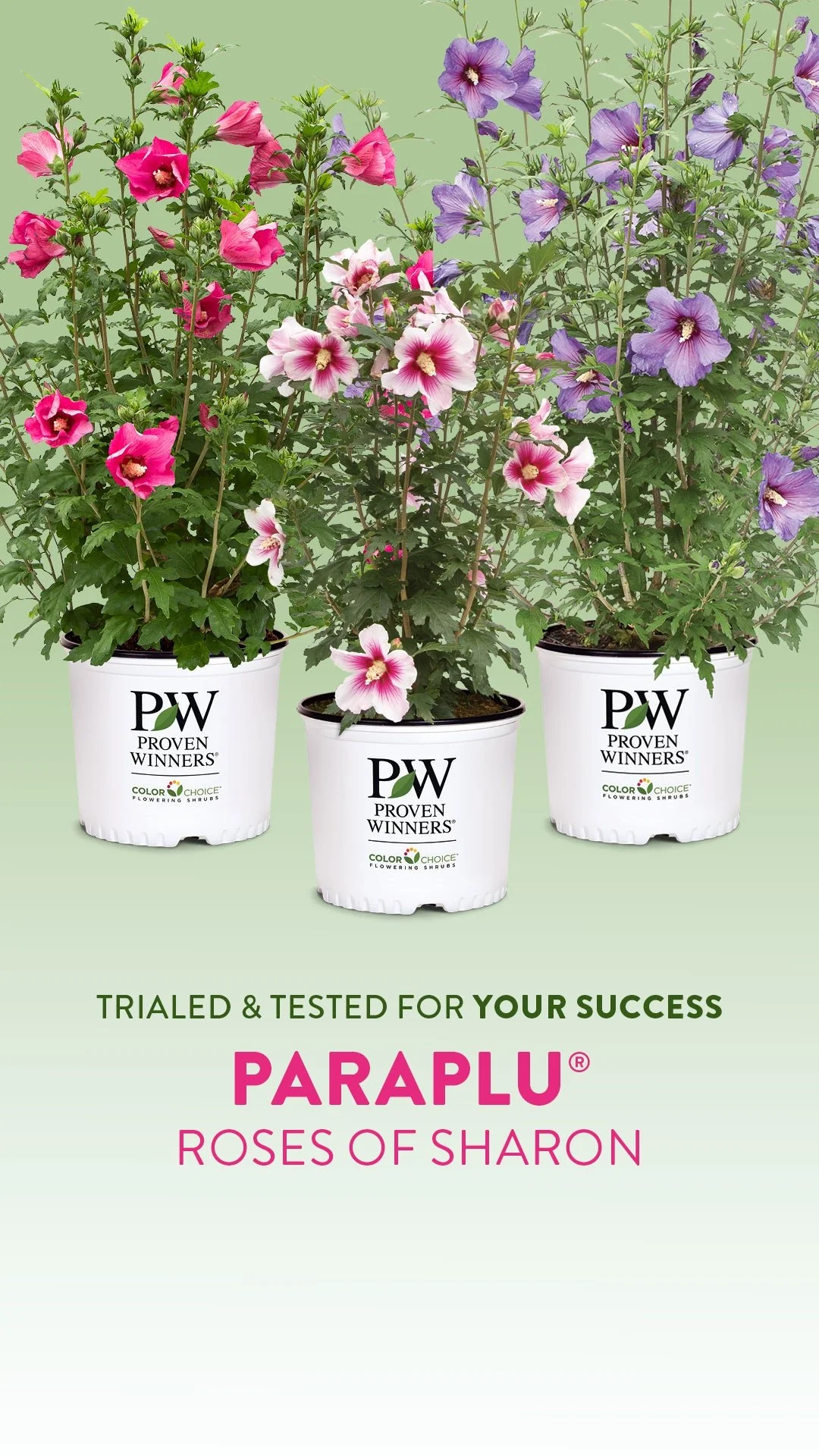 Paraplu Rouge® Rose of Sharon - Image 8