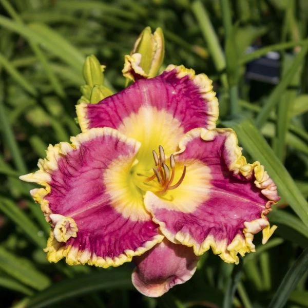 Raspberry Eclipse Daylily