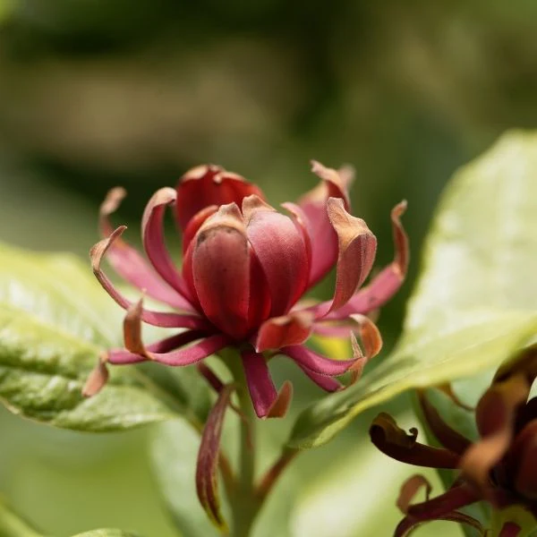 Simply Scentsational® Sweetshrub - Image 2