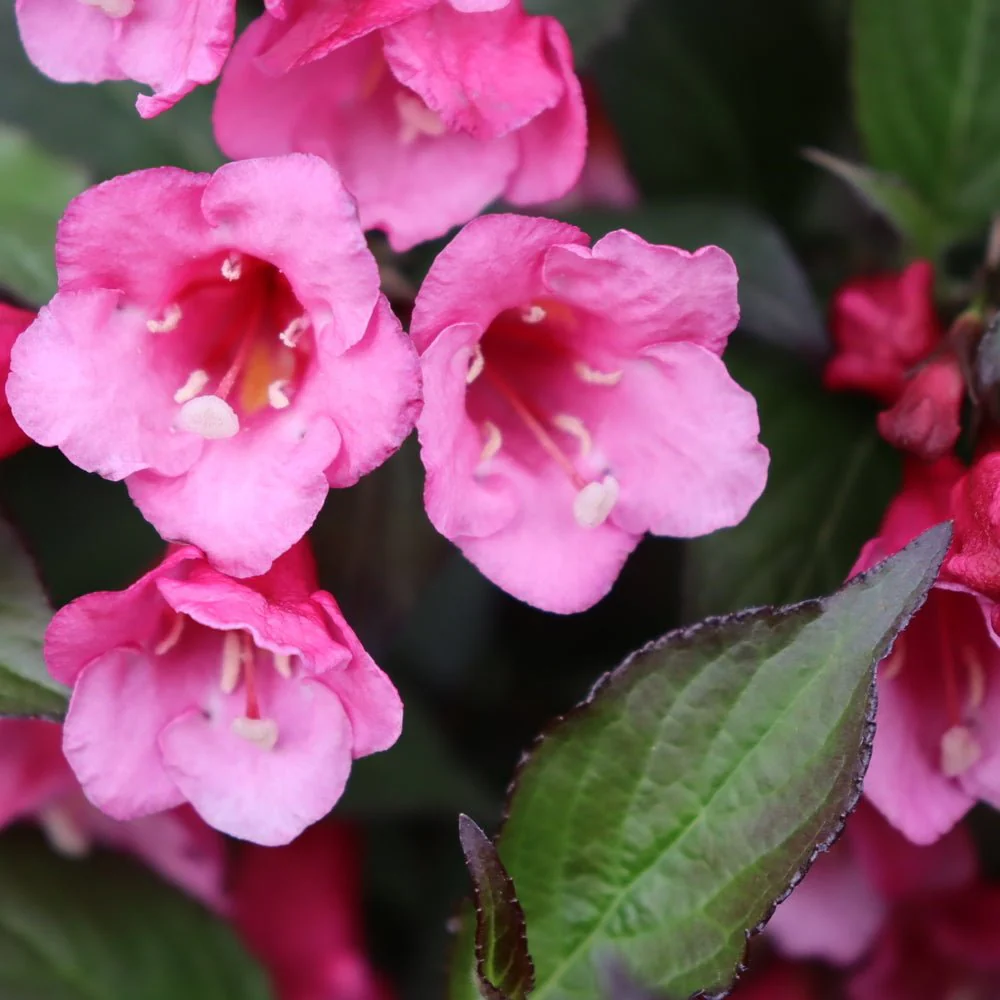 Sonic Bloom® Wine Weigela - Image 2