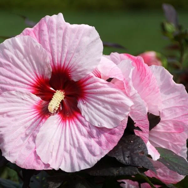 Summerific® Perfect Storm Rose Mallow