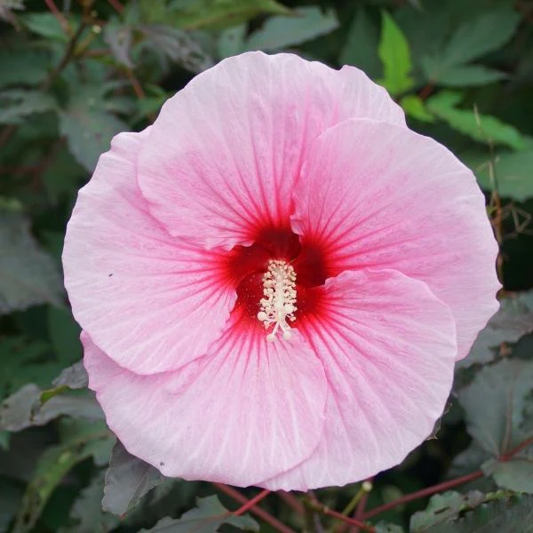Summerific® Perfect Storm Rose Mallow - Image 2