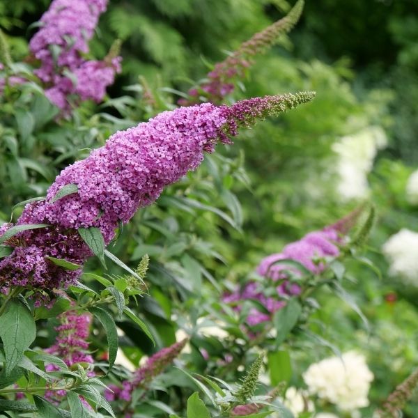 Pugster Pinker® Butterfly Bush - Image 2