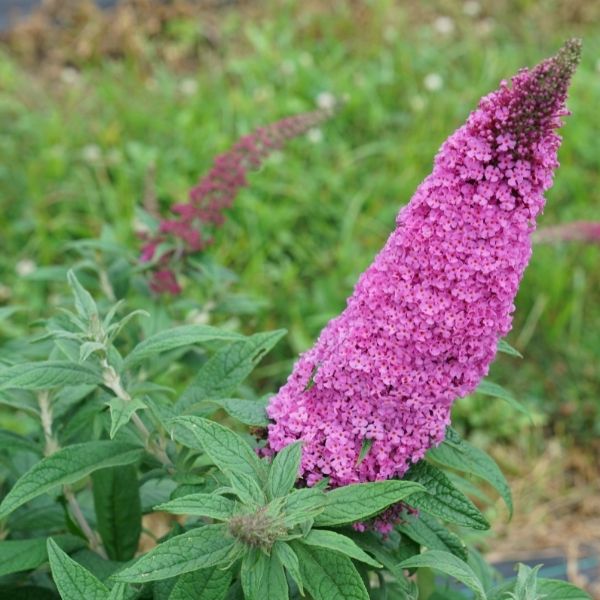 Pugster Pinker® Butterfly Bush - Image 3