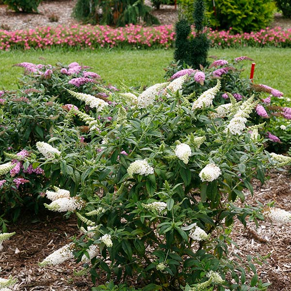Pugster White® Butterfly Bush - Image 2