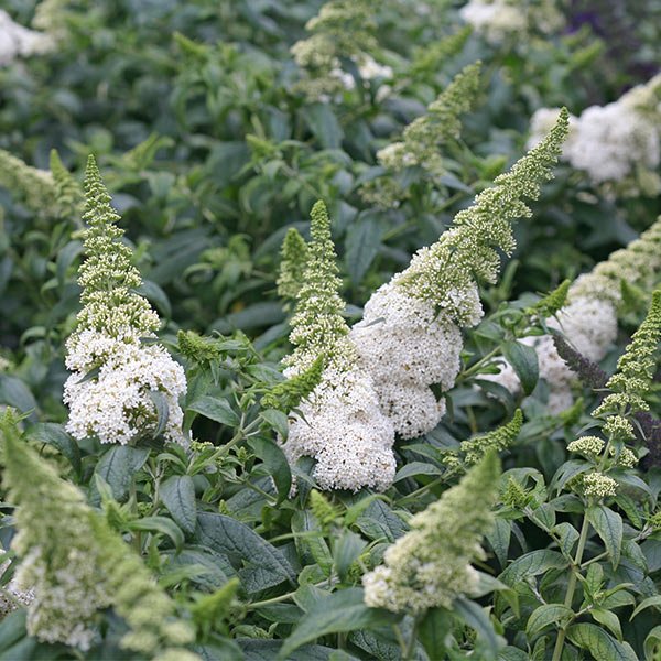 Pugster White® Butterfly Bush - Image 3