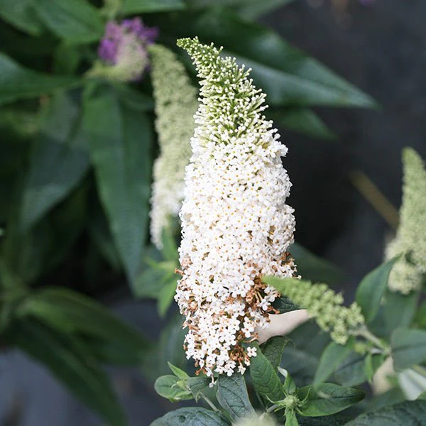 Pugster White® Butterfly Bush - Image 4