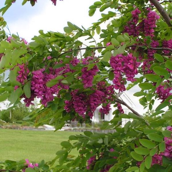 Purple Robe Locust Tree - Image 2