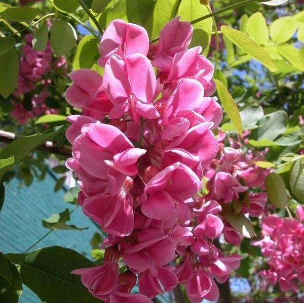 Purple Robe Locust Tree - Image 3