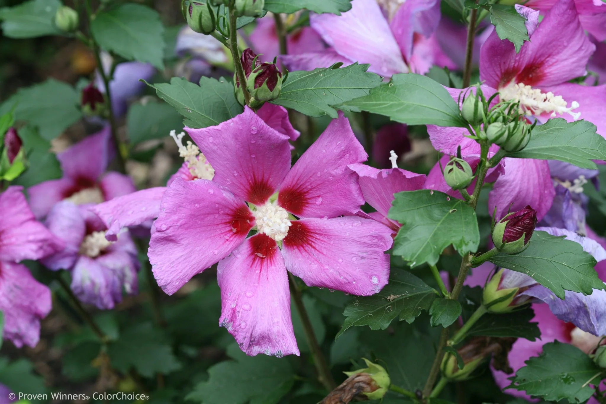 Purple Satin® Rose of Sharon