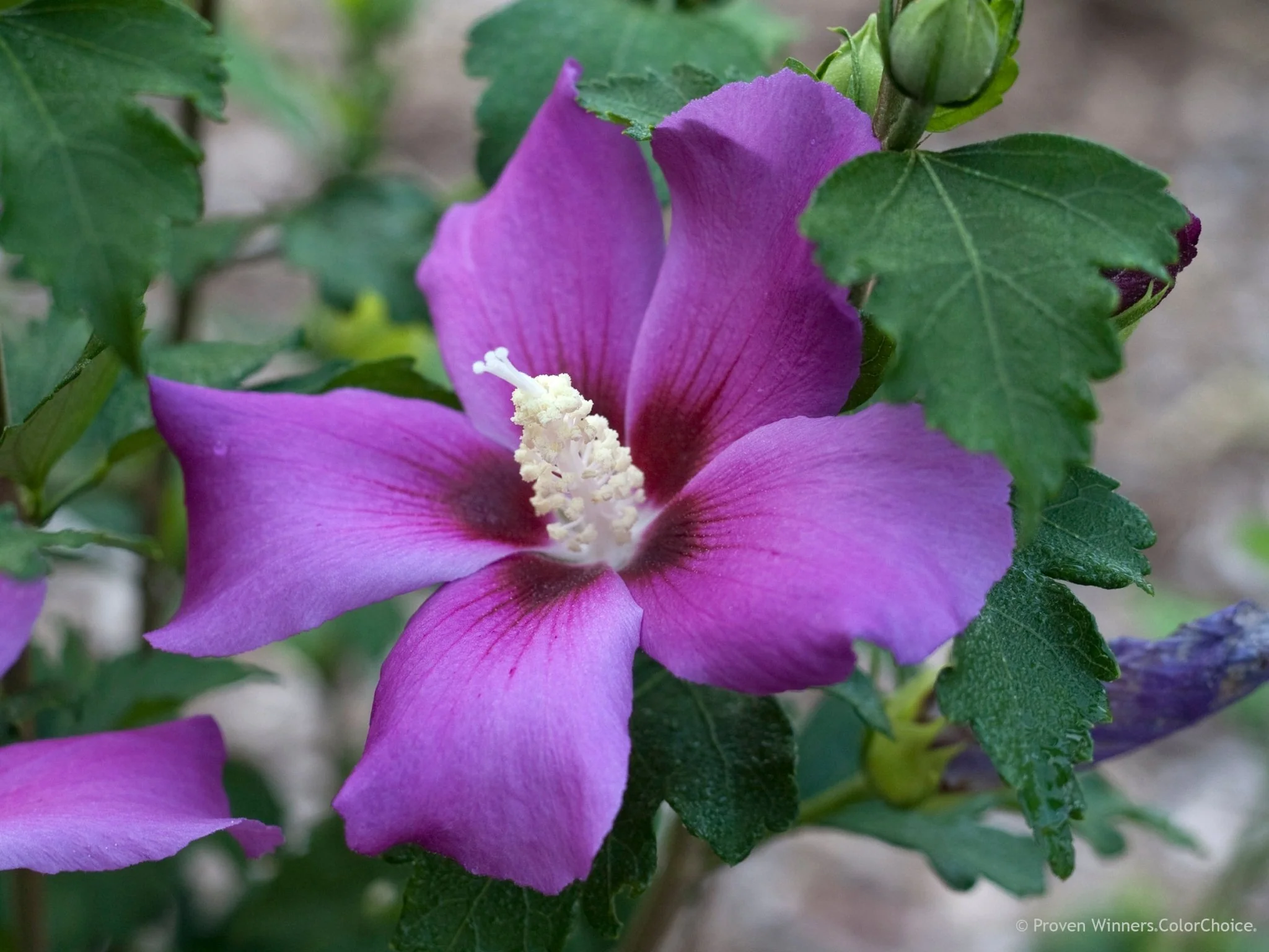 Purple Satin® Rose of Sharon - Image 2