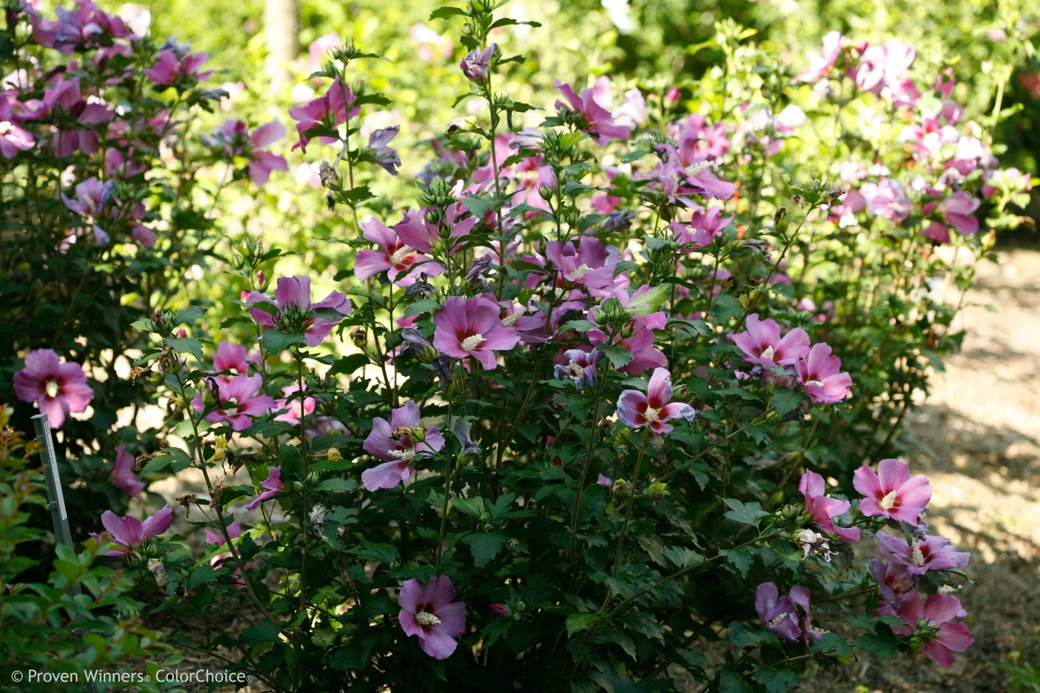 Purple Satin® Rose of Sharon - Image 3