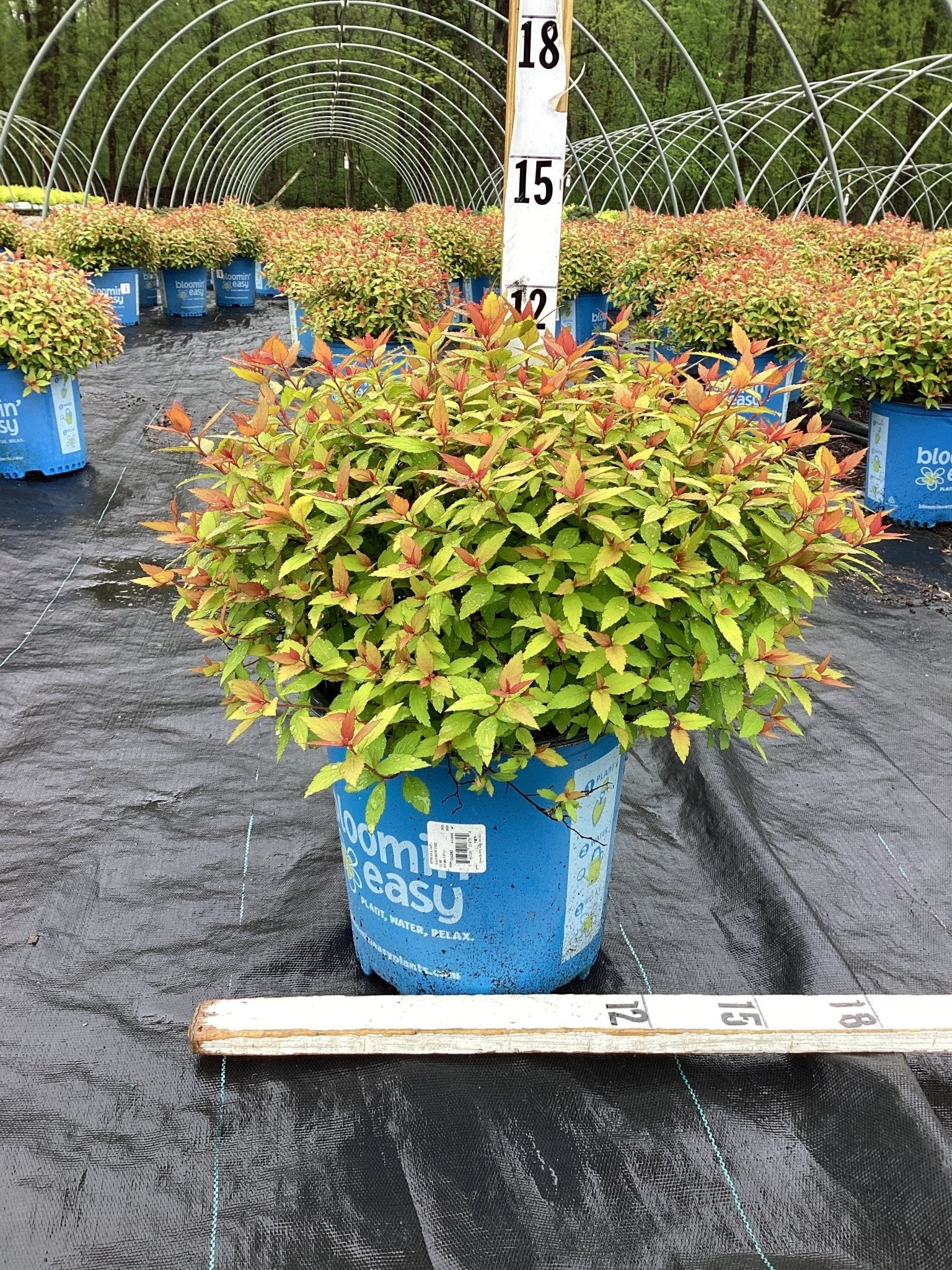 Rainbow Fizz™ Spirea
