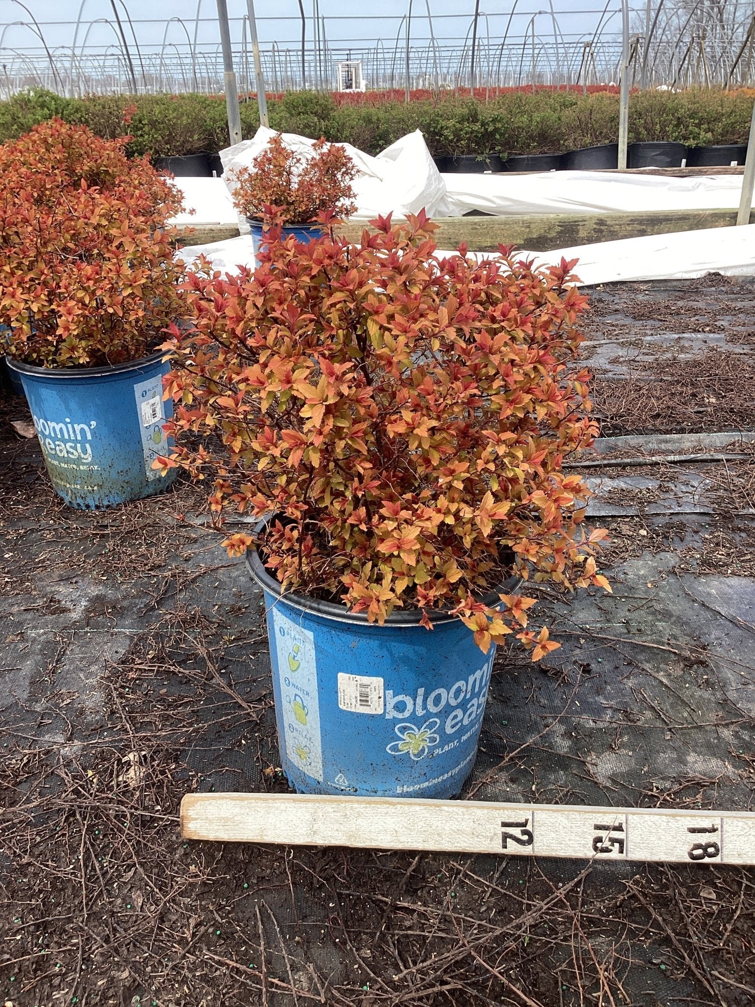 Rainbow Fizz™ Spirea - Image 2