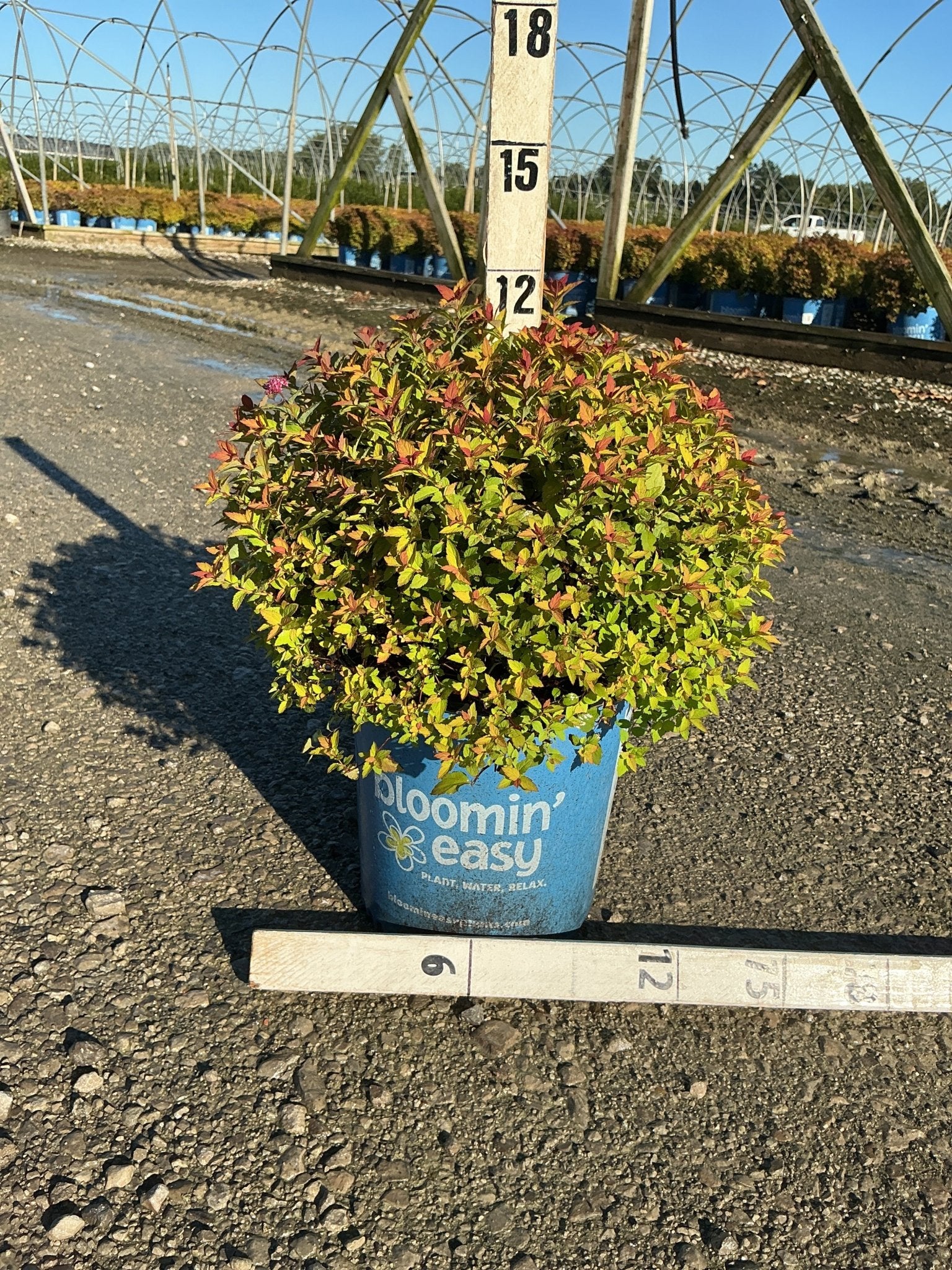 Rainbow Fizz™ Spirea - Image 3