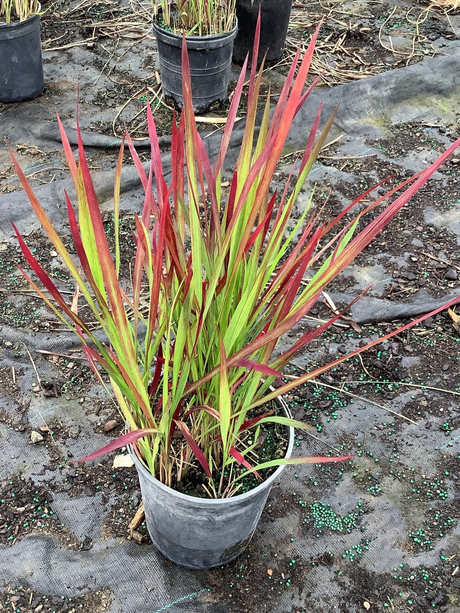 Red Baron Japanese Blood Grass - Image 4