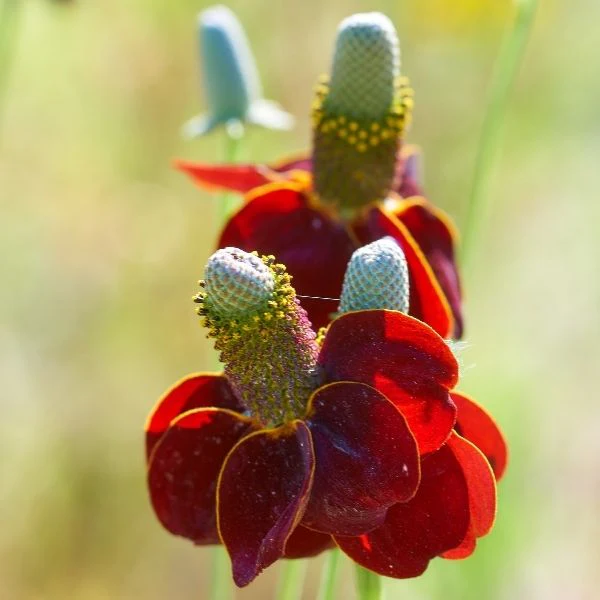 Red Midget Ratibida