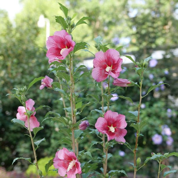Red Pillar® Rose of Sharon