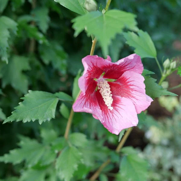 Red Pillar® Rose of Sharon - Image 2