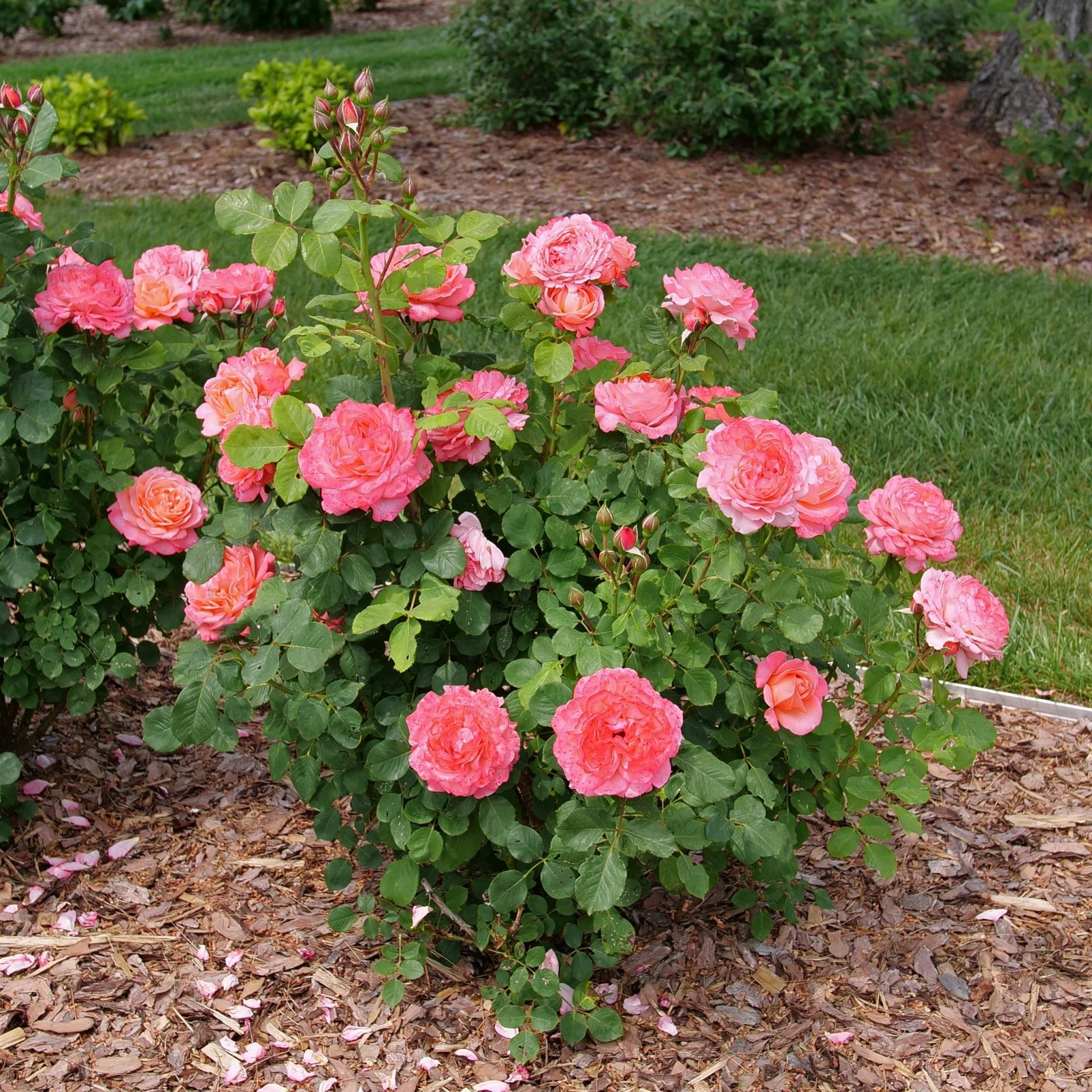 Reminiscent® Coral Rose - Image 2