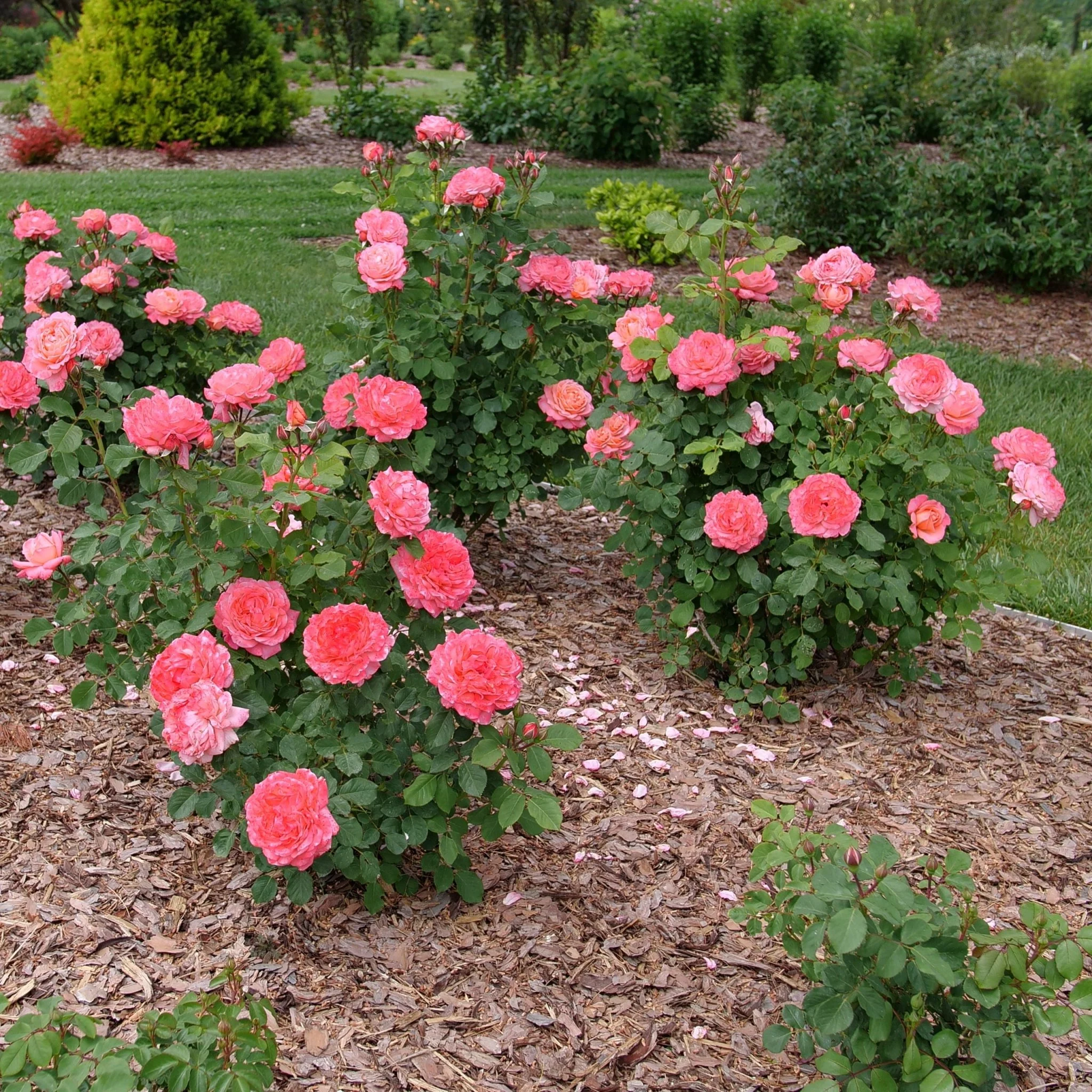 Reminiscent® Coral Rose - Image 3