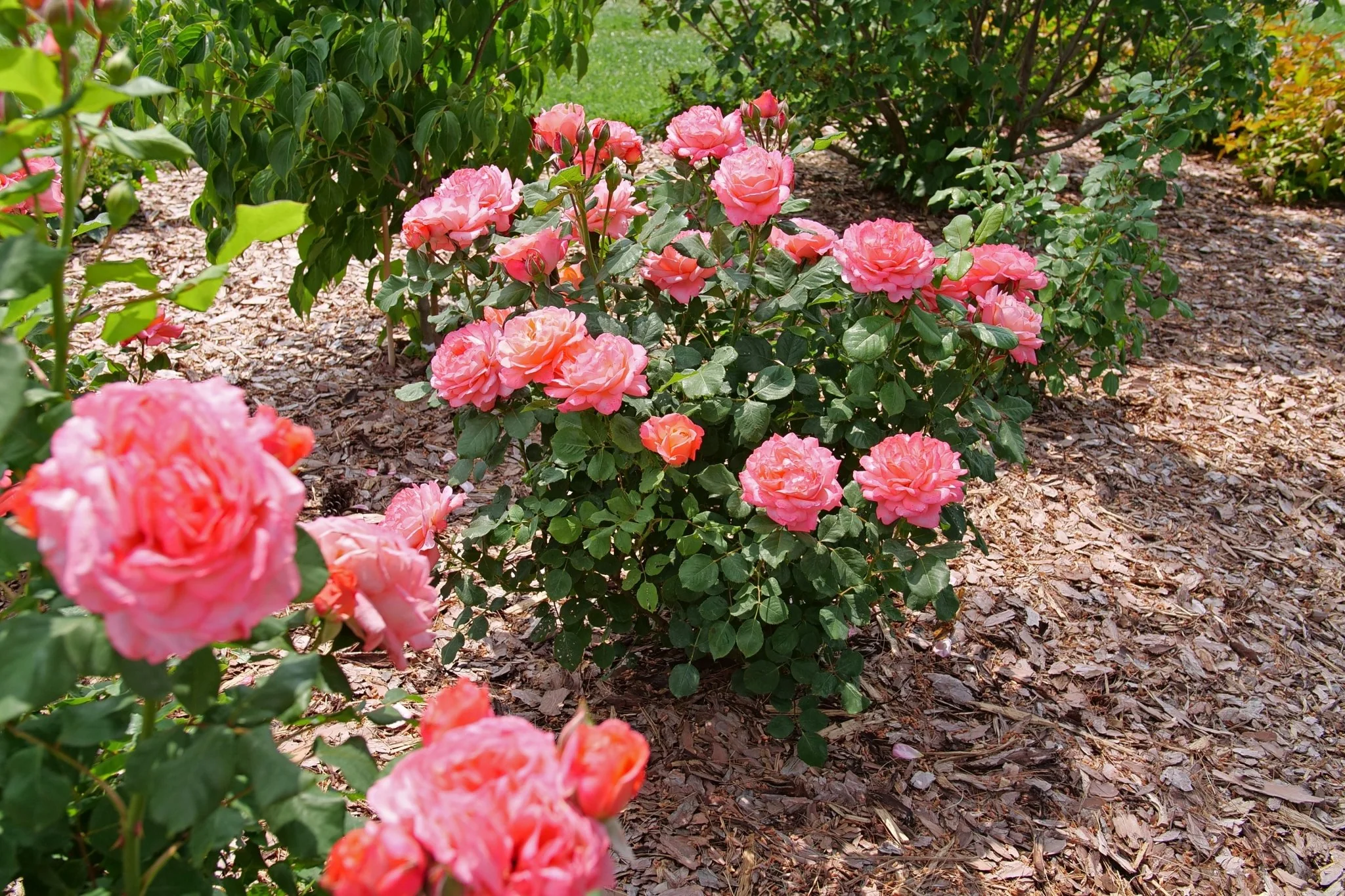 Reminiscent® Coral Rose - Image 4