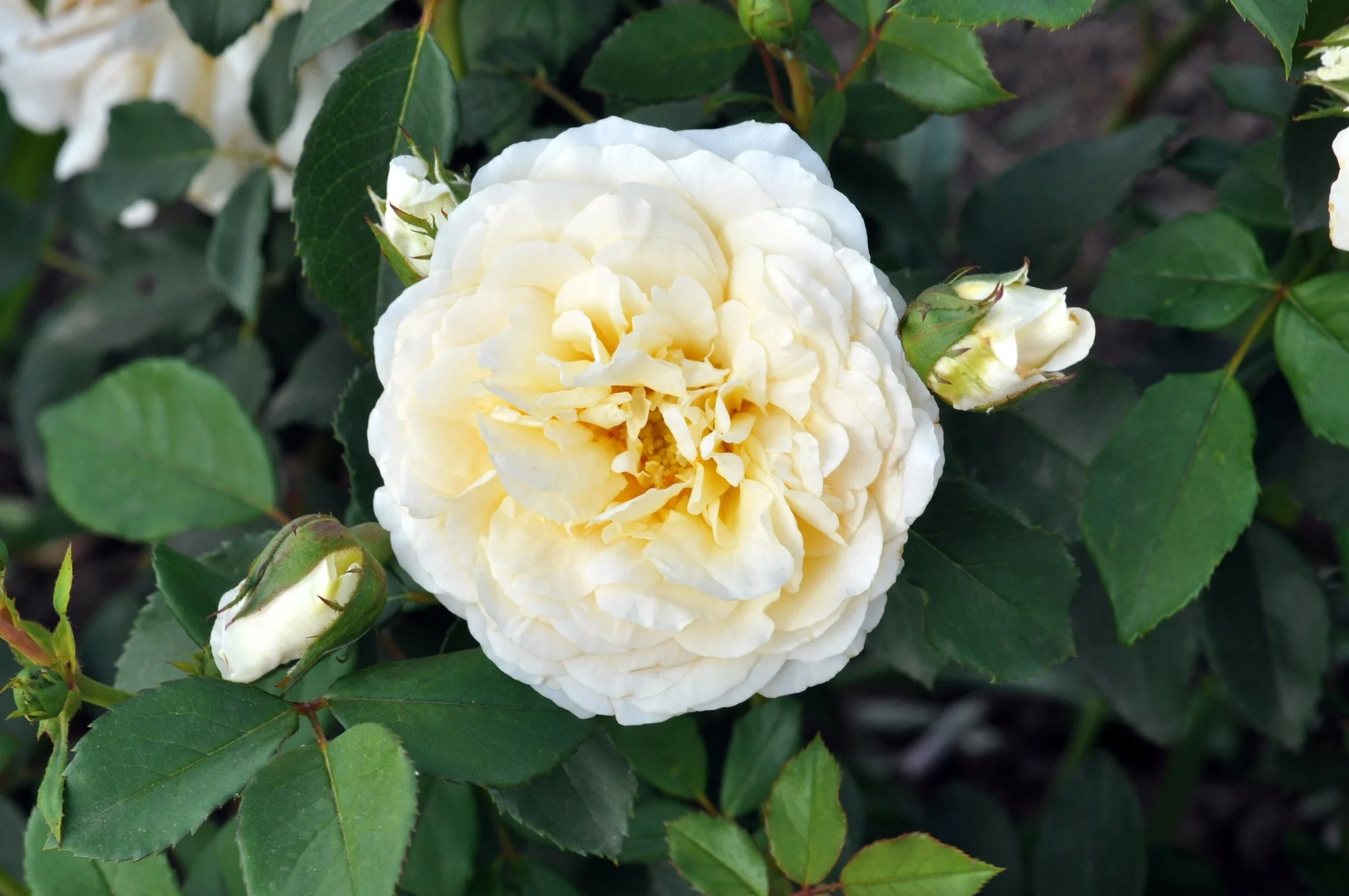 Reminiscent® Crema Rose