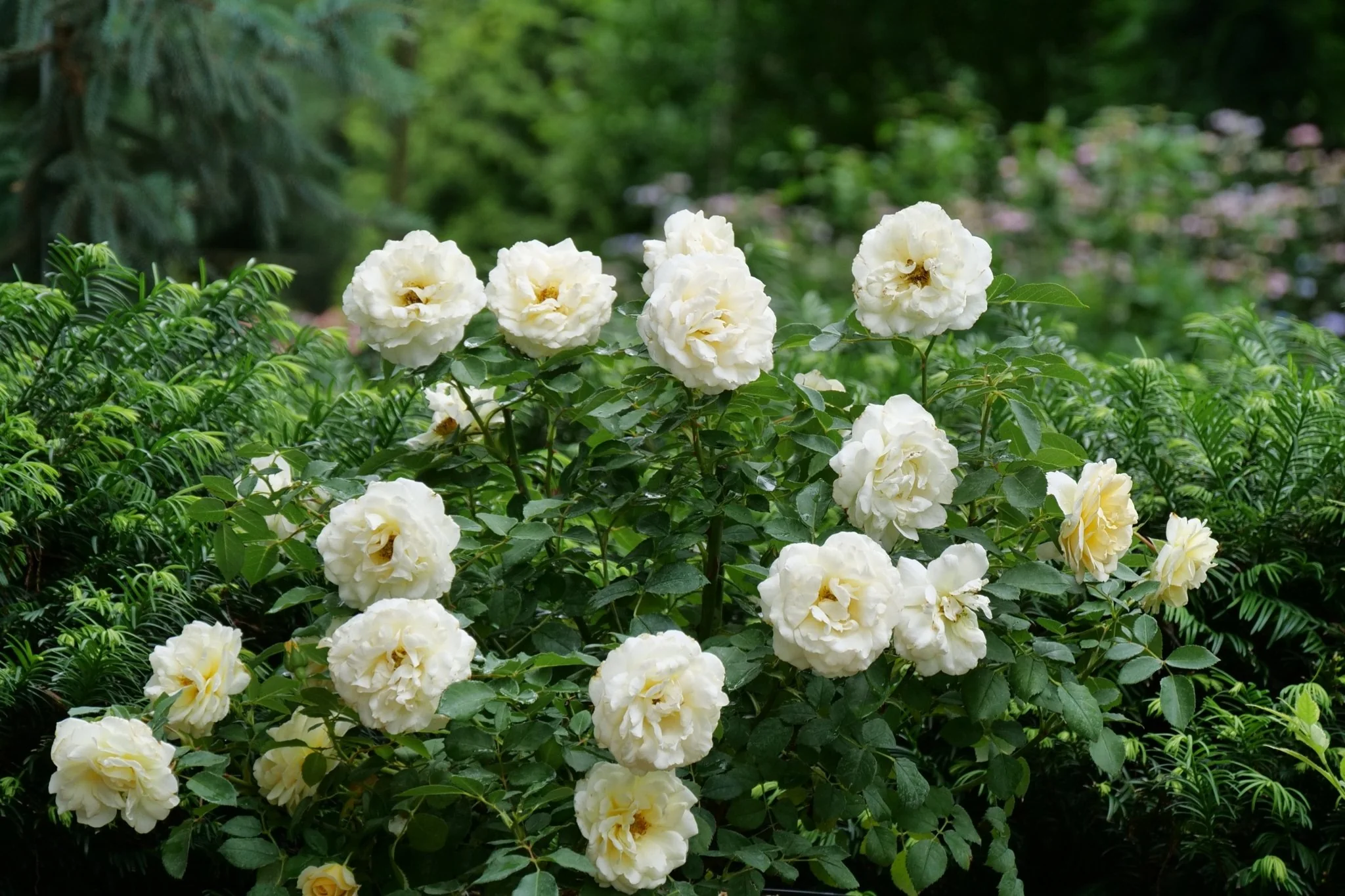 Reminiscent® Crema Rose - Image 2
