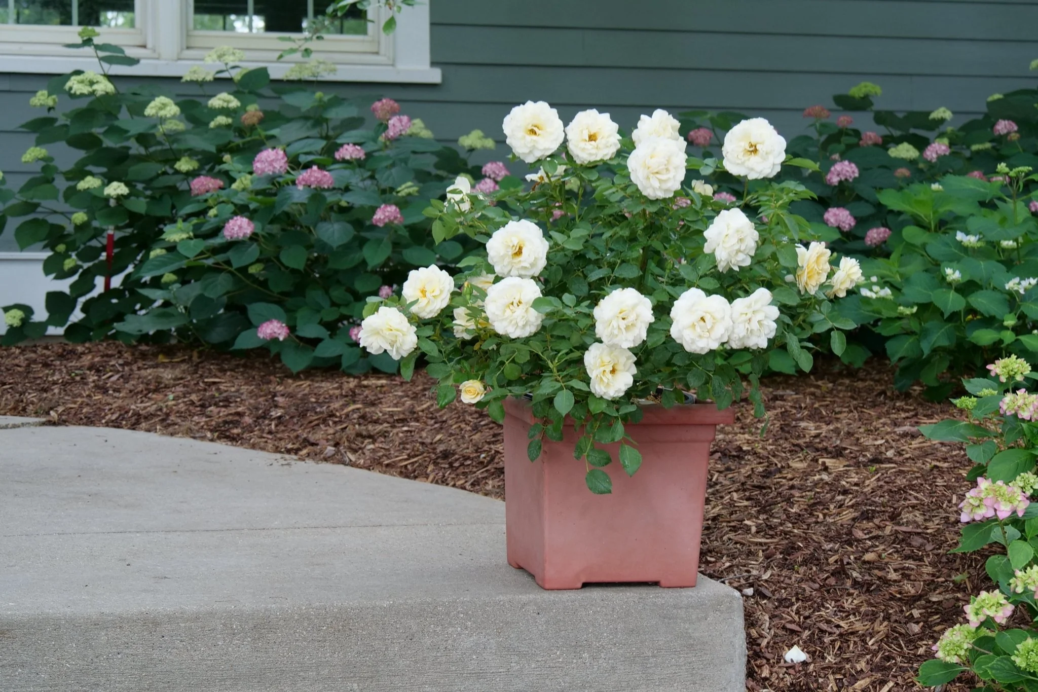 Reminiscent® Crema Rose - Image 3
