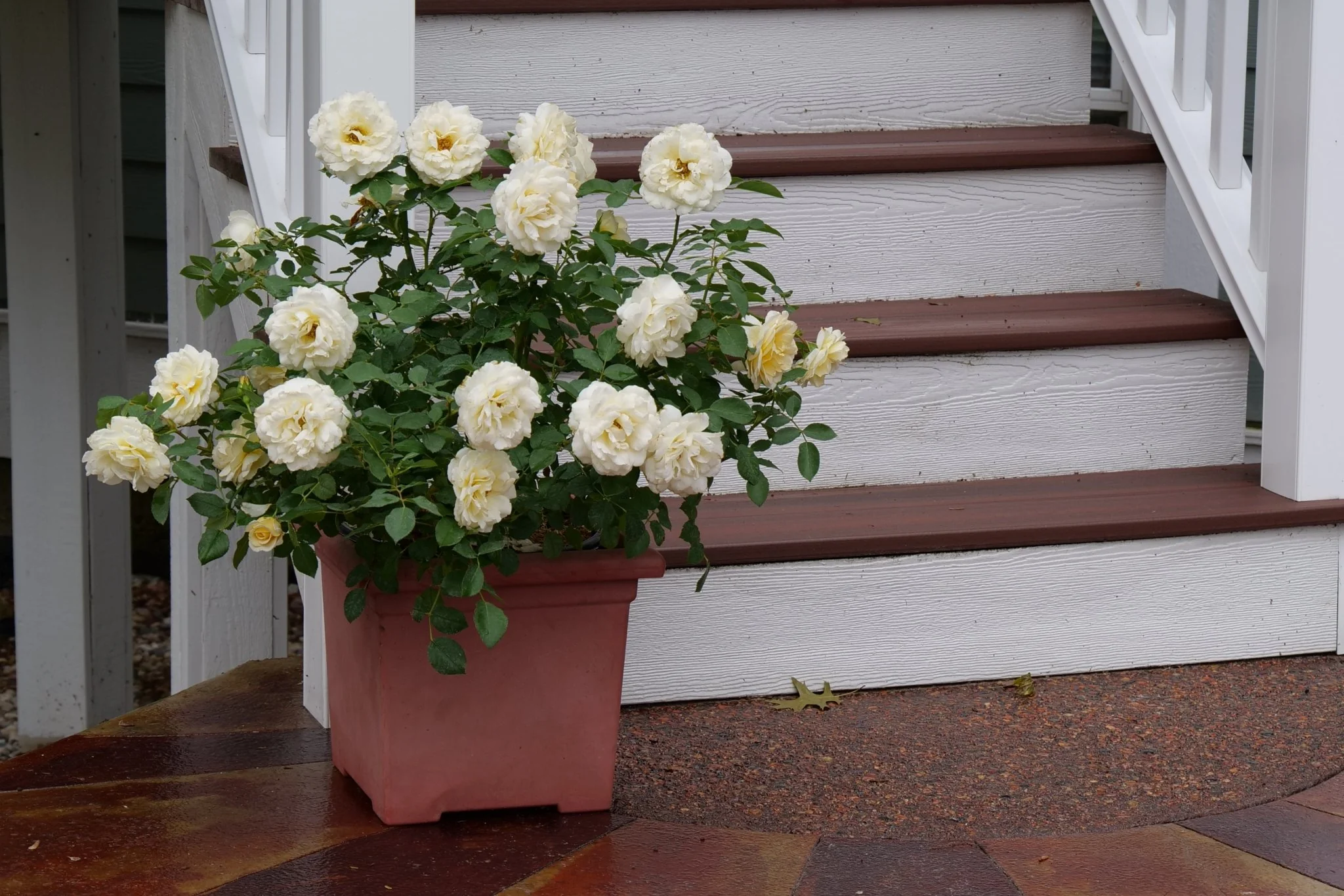 Reminiscent® Crema Rose - Image 4