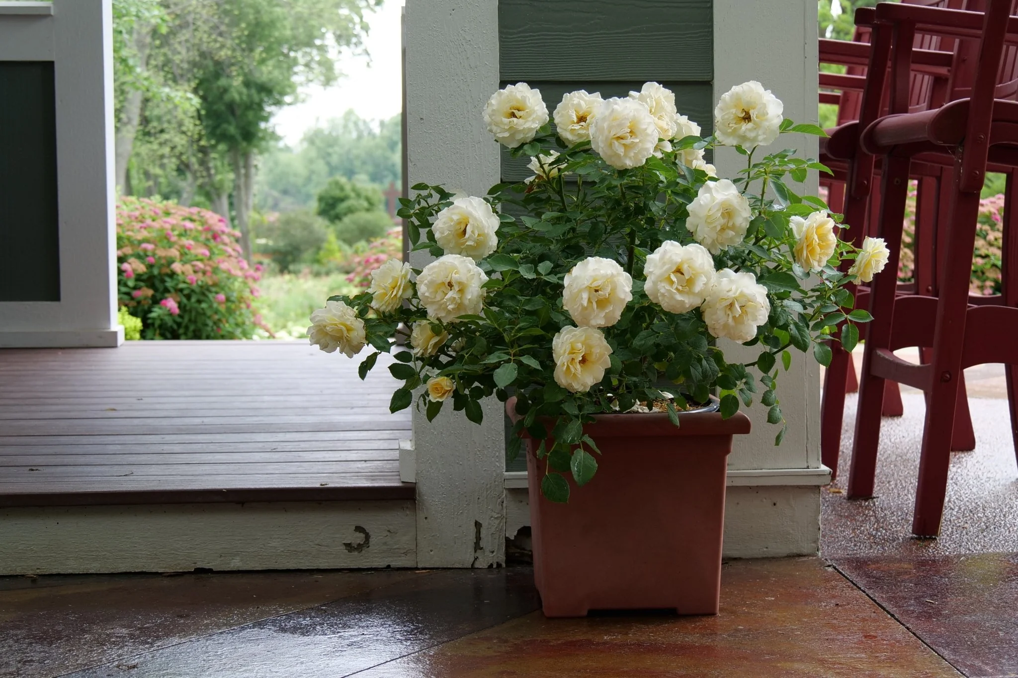 Reminiscent® Crema Rose - Image 6