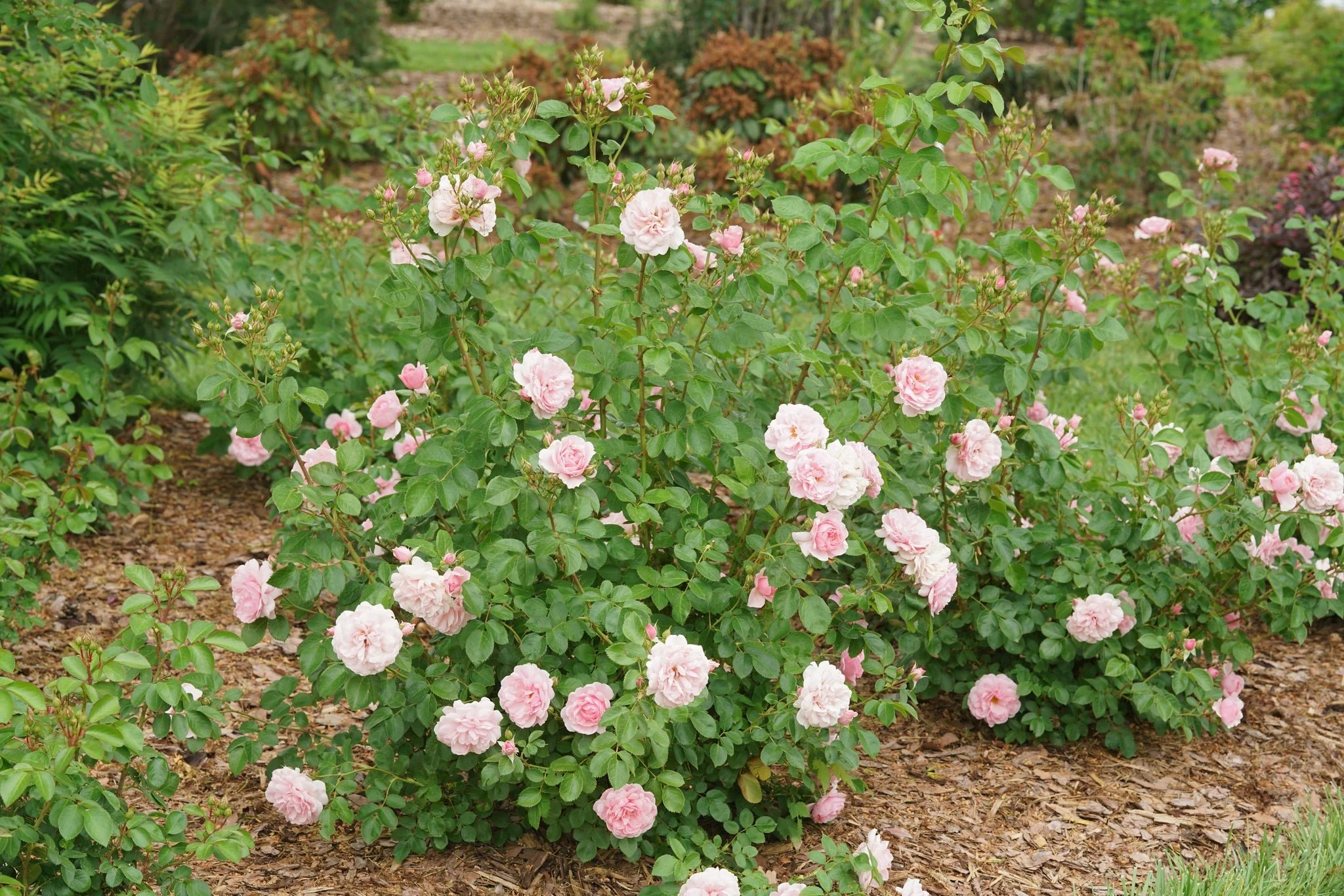 Reminiscent® Pink Rose - Image 2