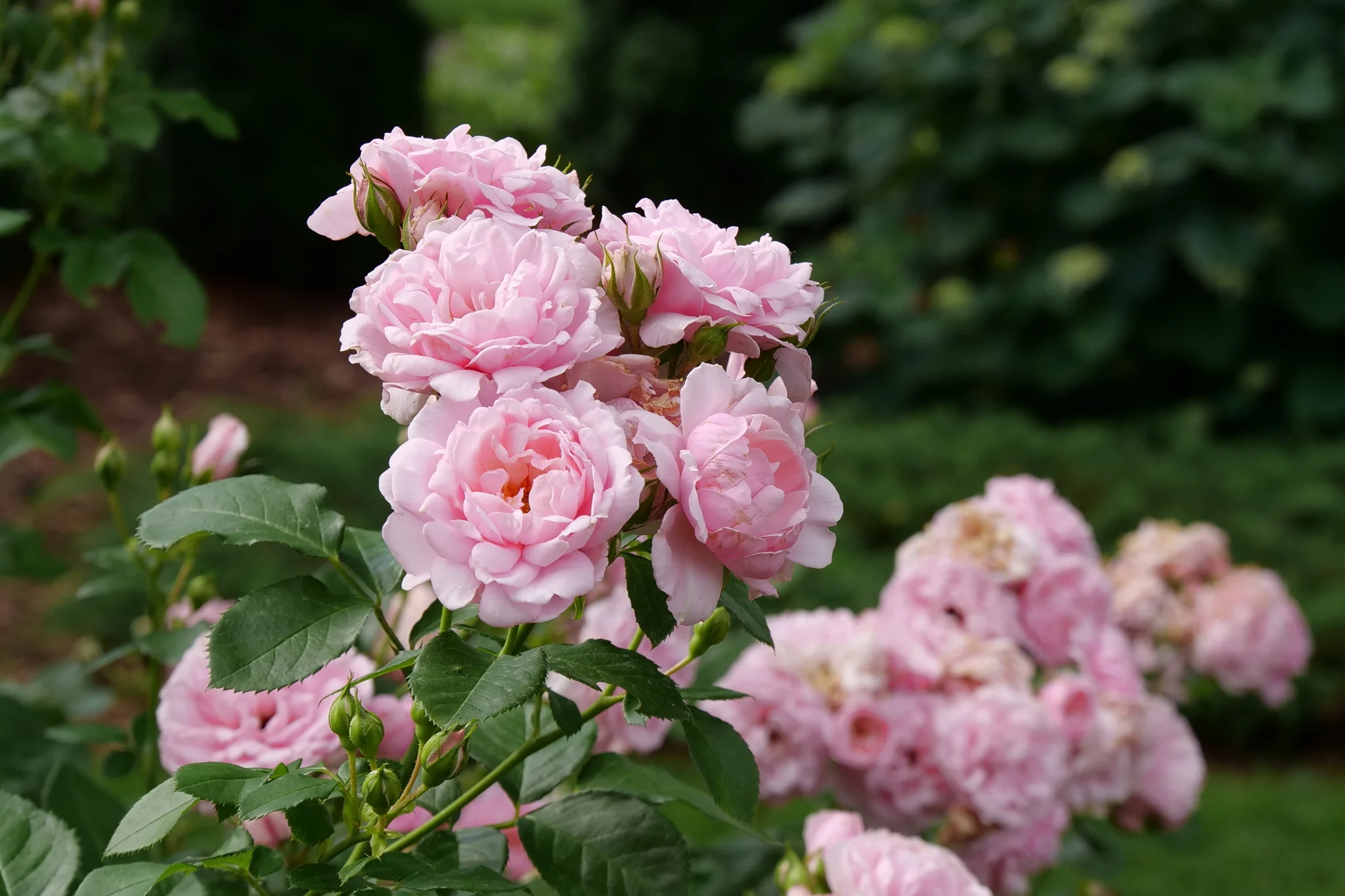 Reminiscent® Pink Rose - Image 3
